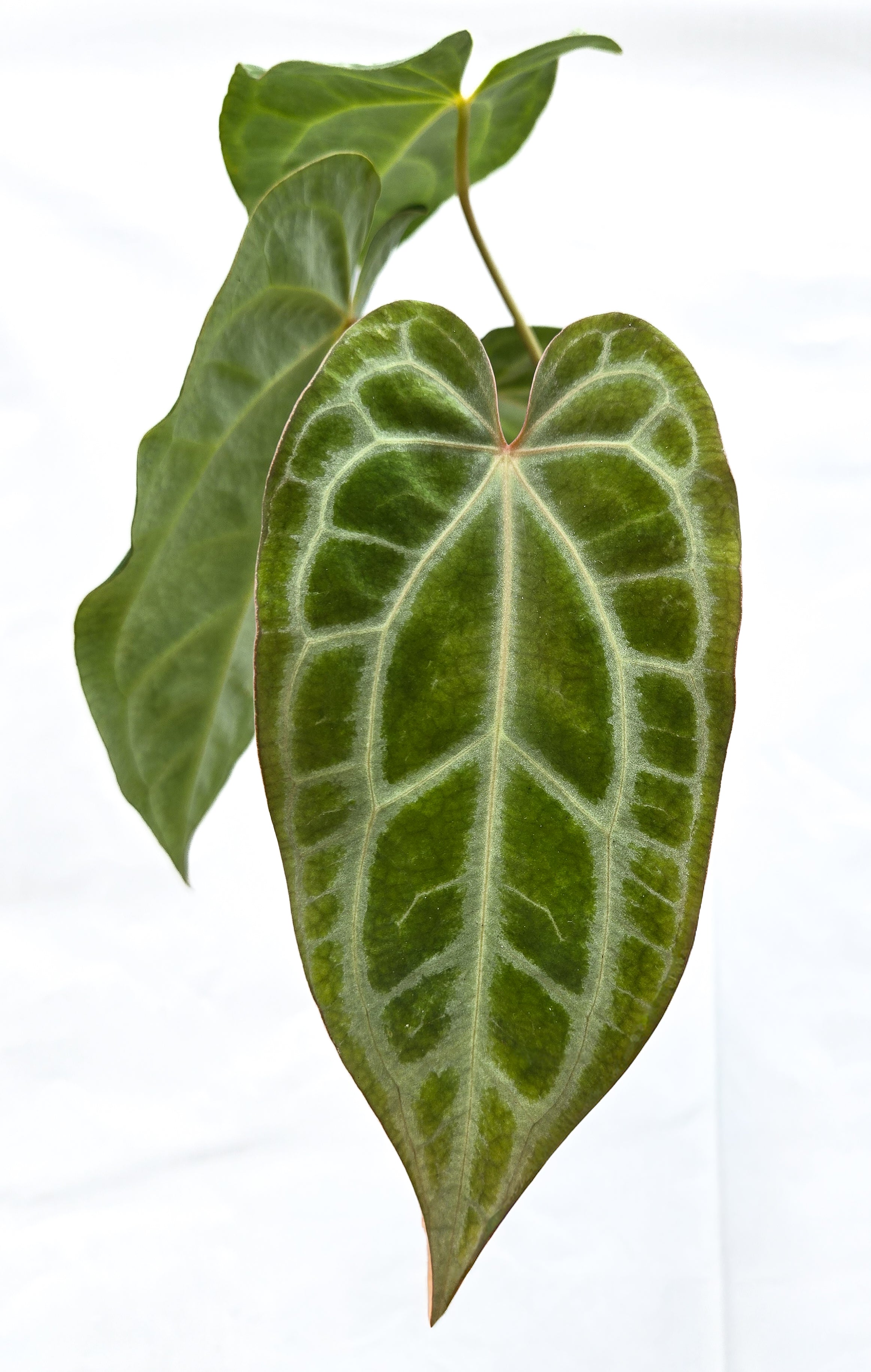 Anthurium 'Selby Silver' (CS55)