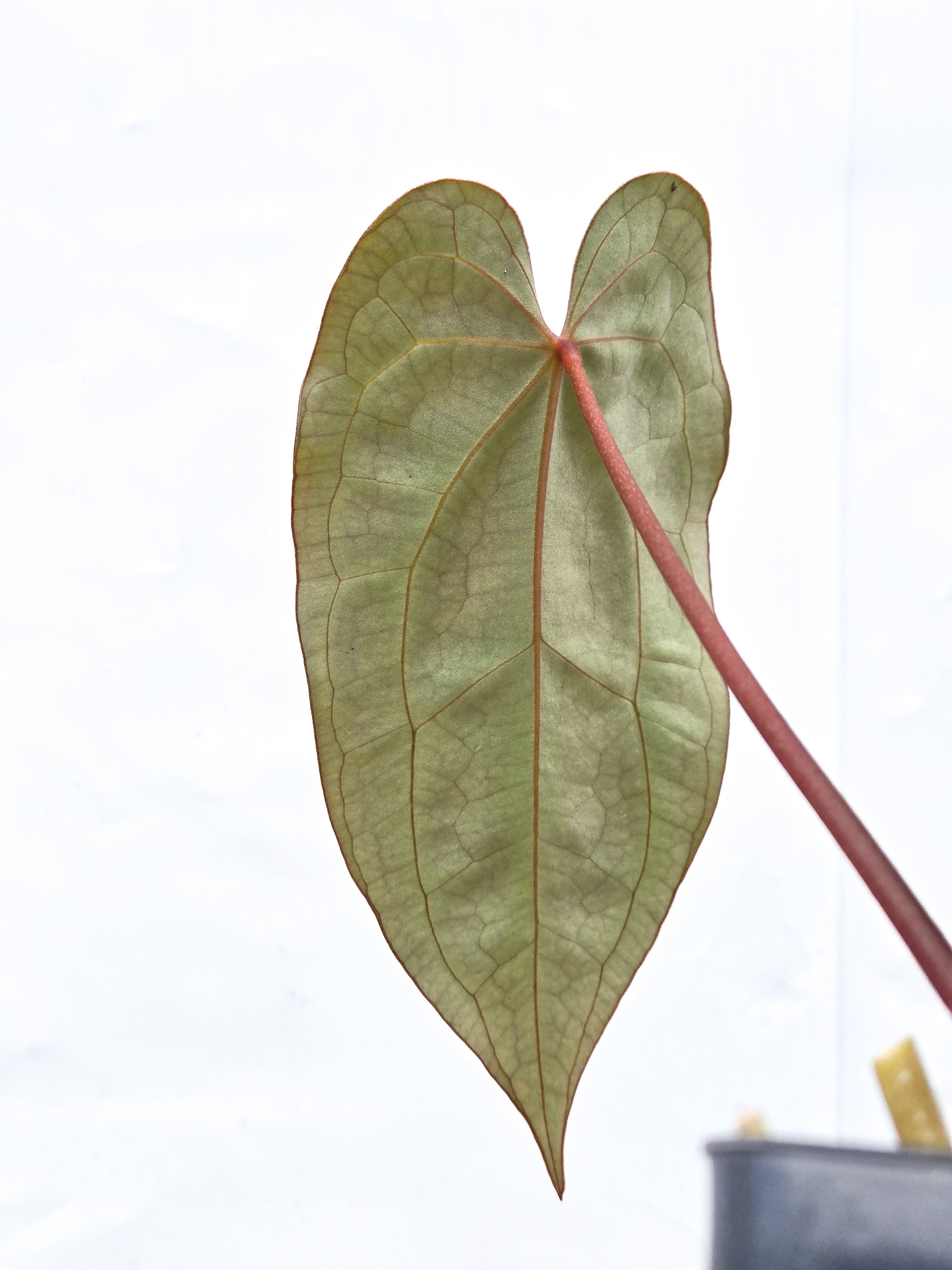 Anthurium 'Selby Silver' (CS55)