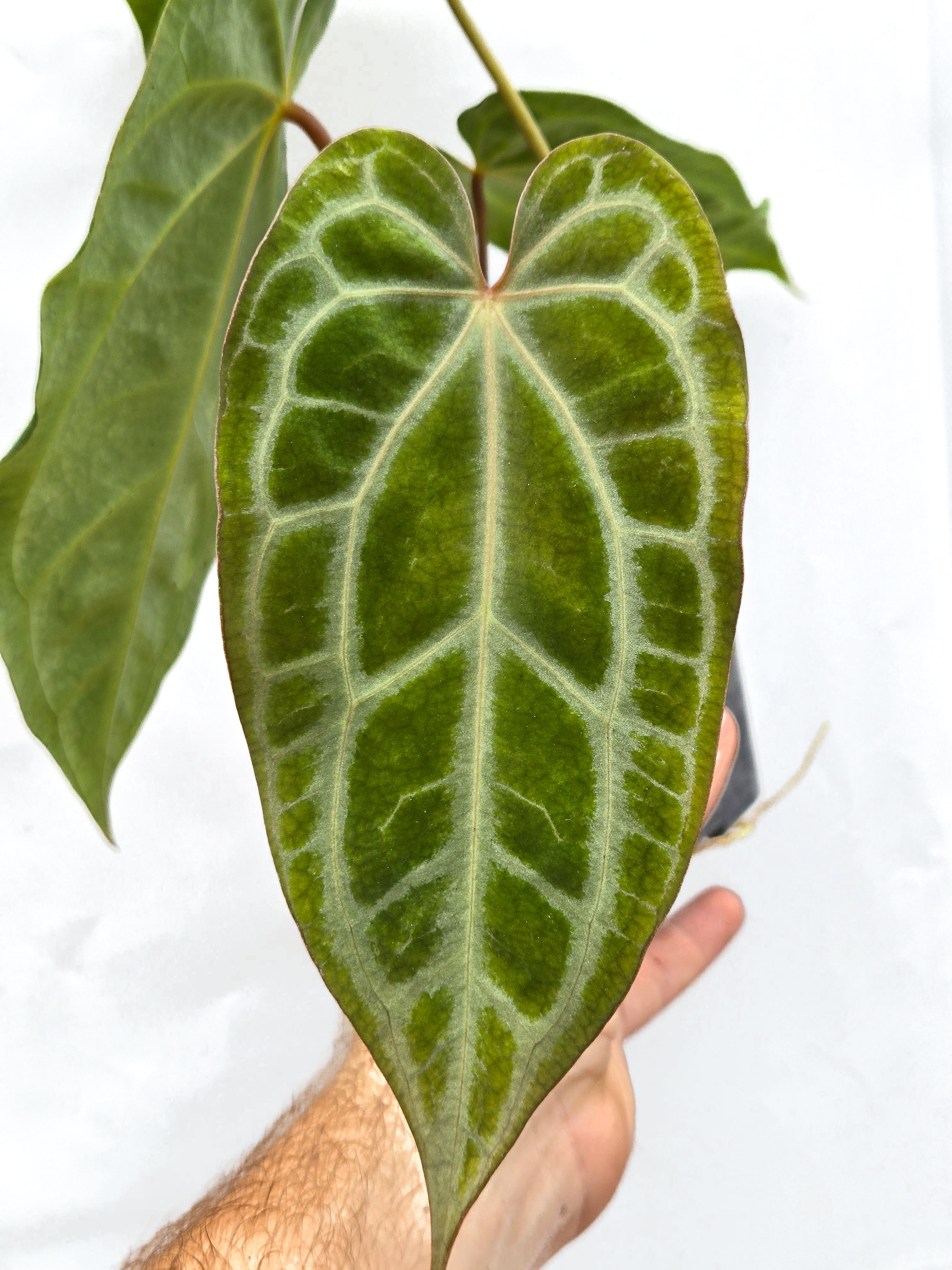 Anthurium 'Selby Silver' (CS55)