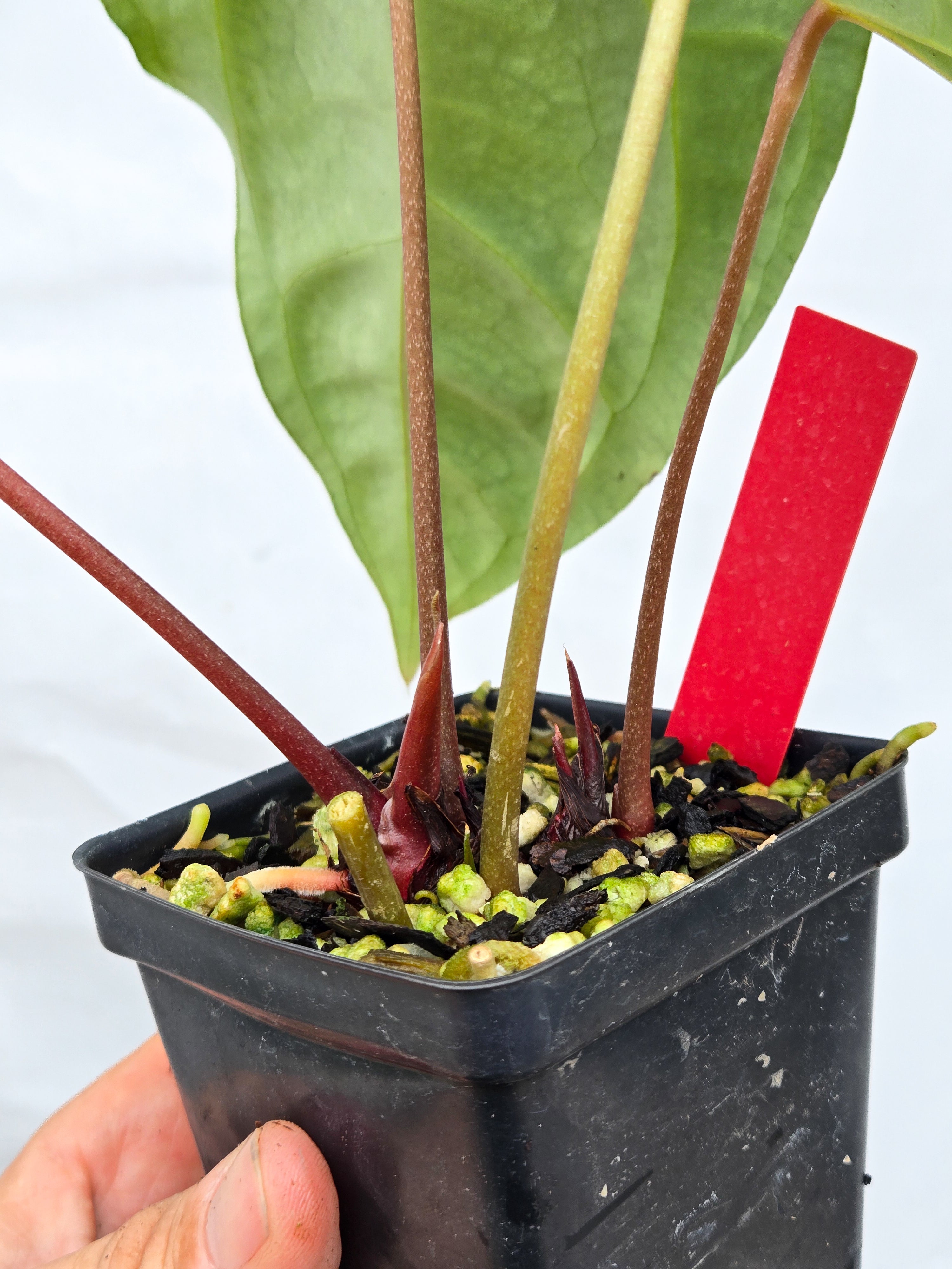 Anthurium 'Selby Silver' (CS55)