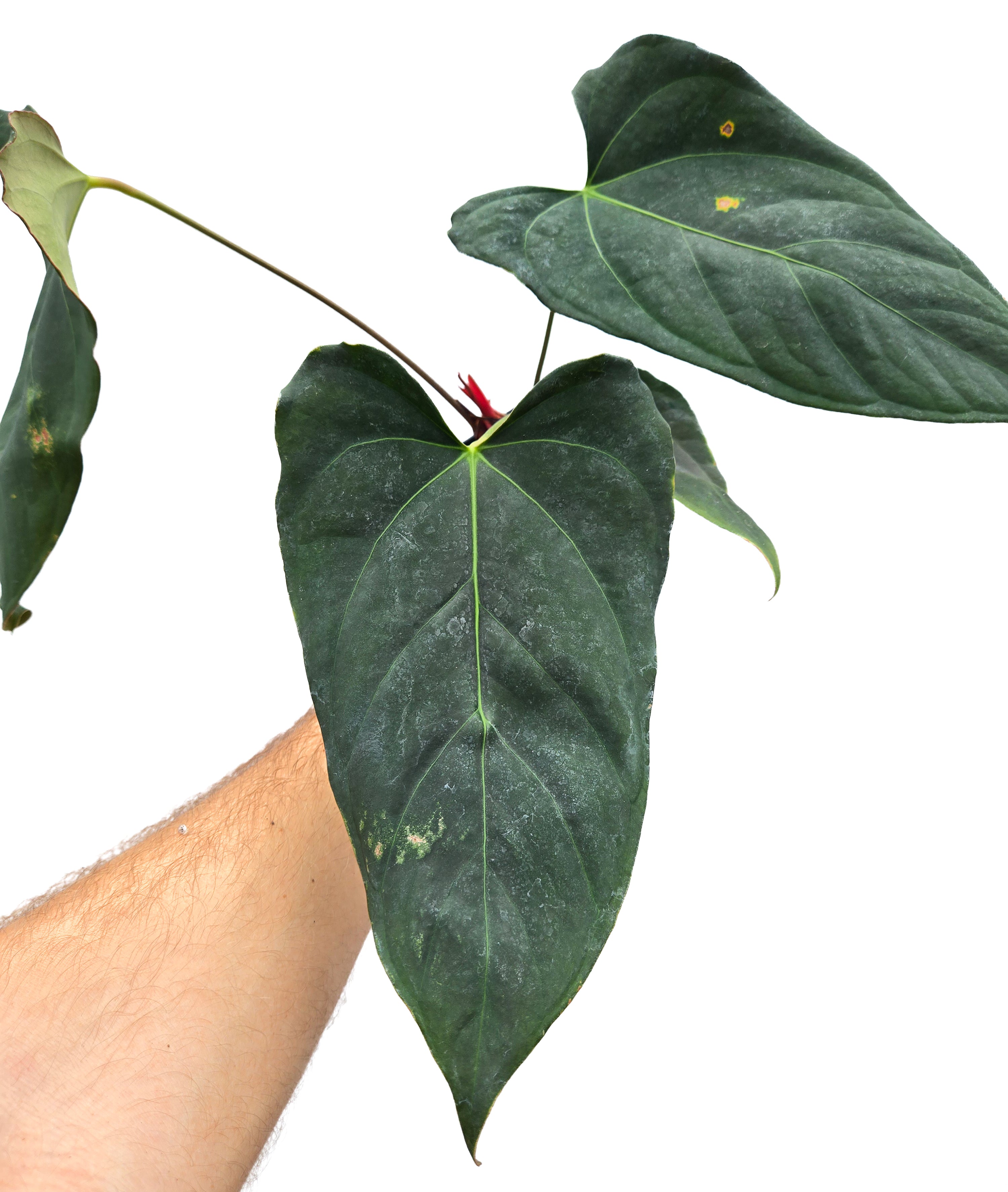 Anthurium 'Dark Magician' x 'NSE Portillae' (CS56)