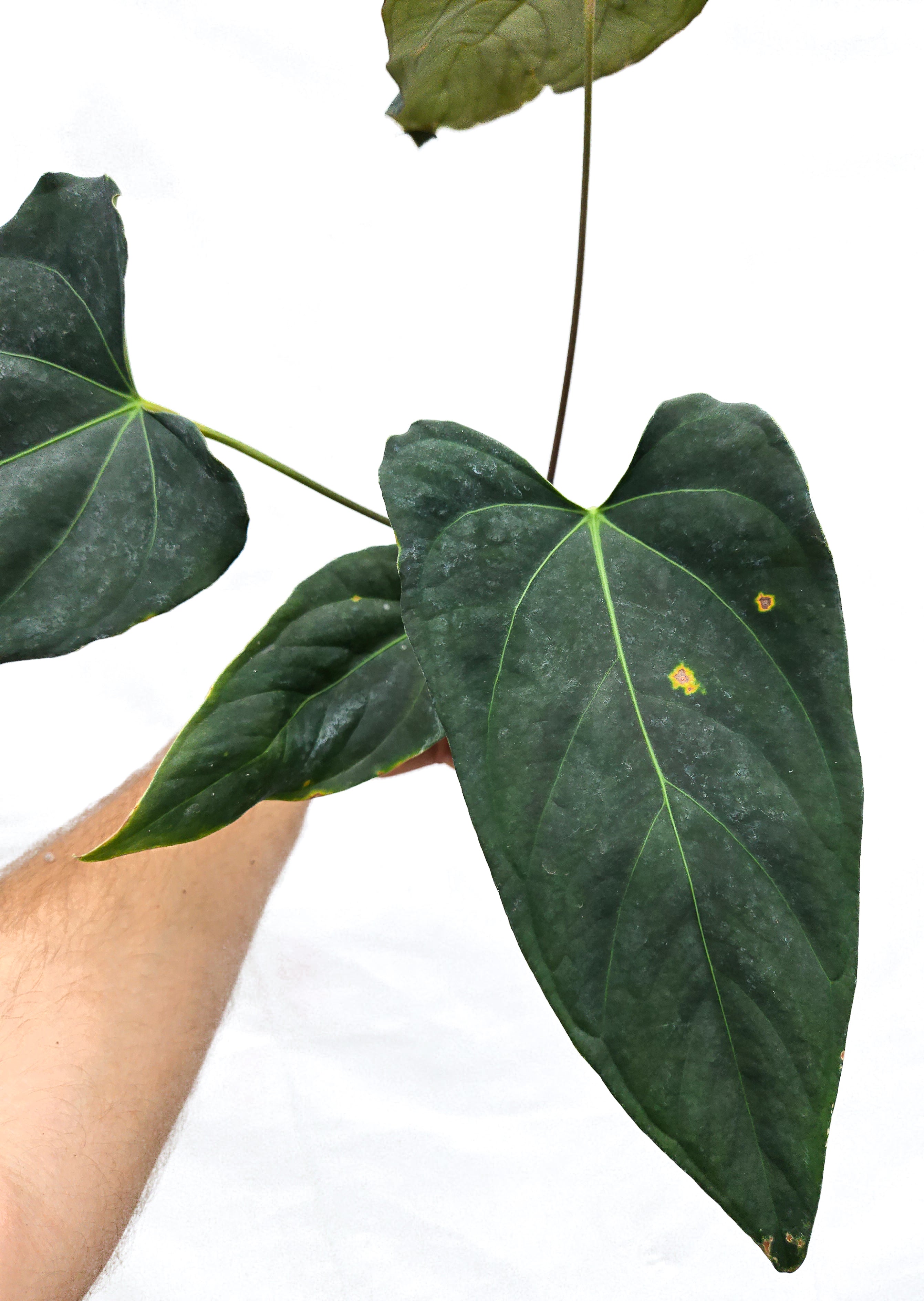 Anthurium 'Dark Magician' x 'NSE Portillae' (CS56)
