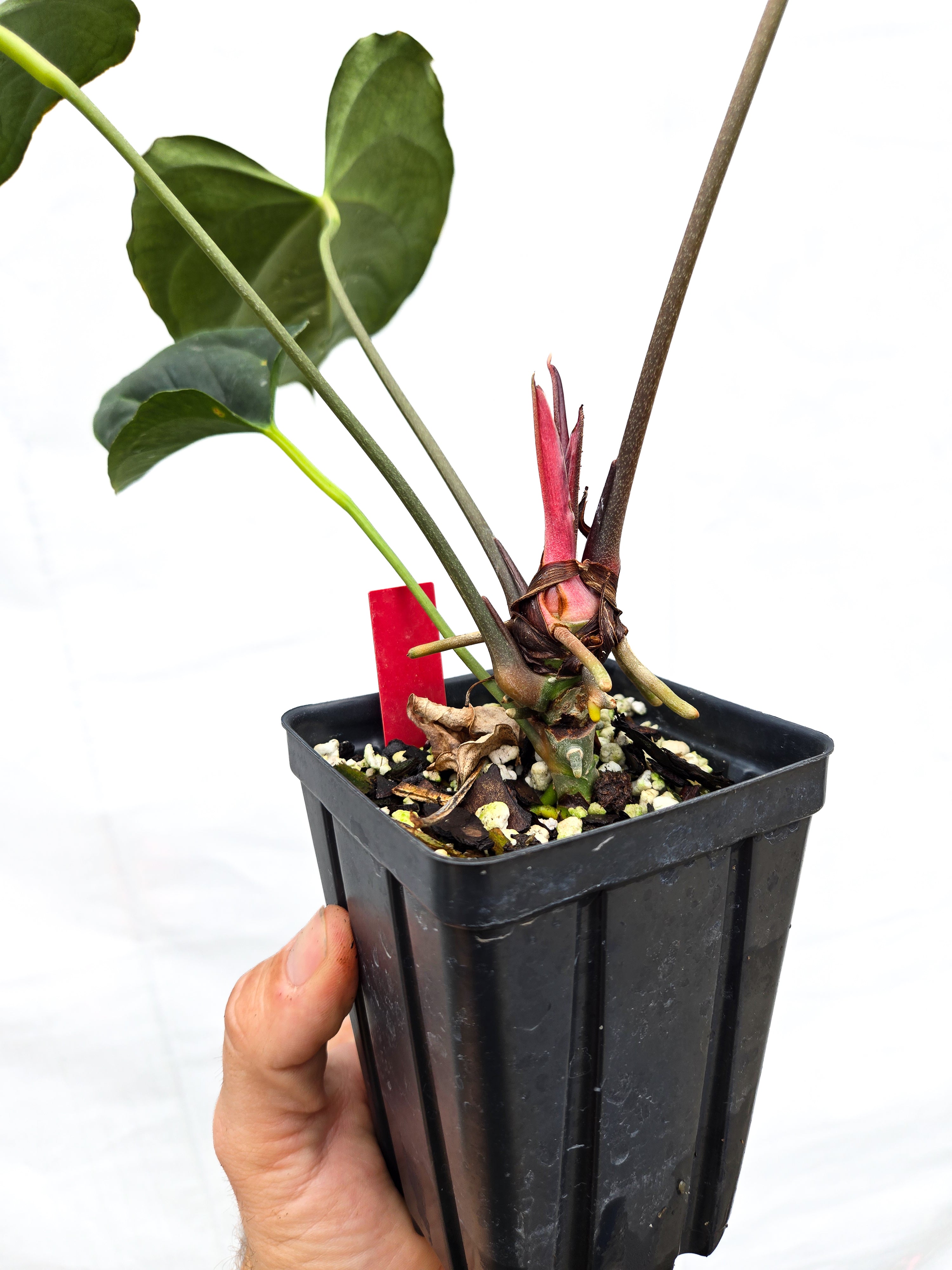 Anthurium 'Dark Magician' x 'NSE Portillae' (CS56)