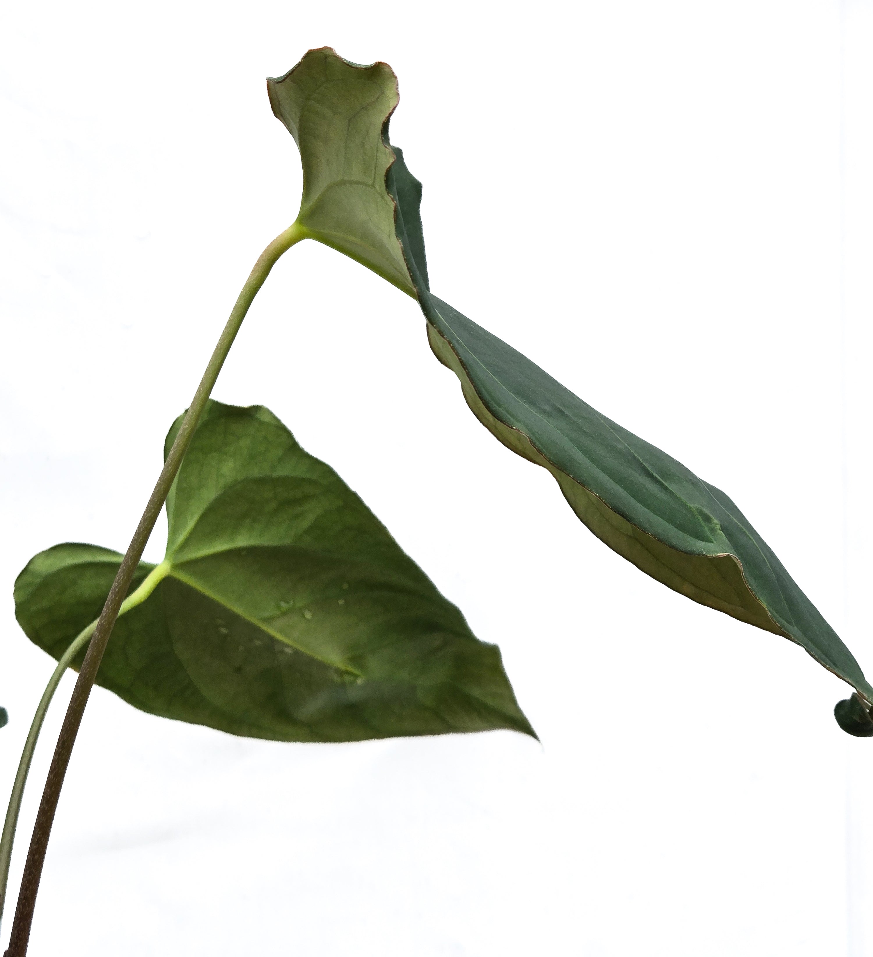 Anthurium 'Dark Magician' x 'NSE Portillae' (CS56)
