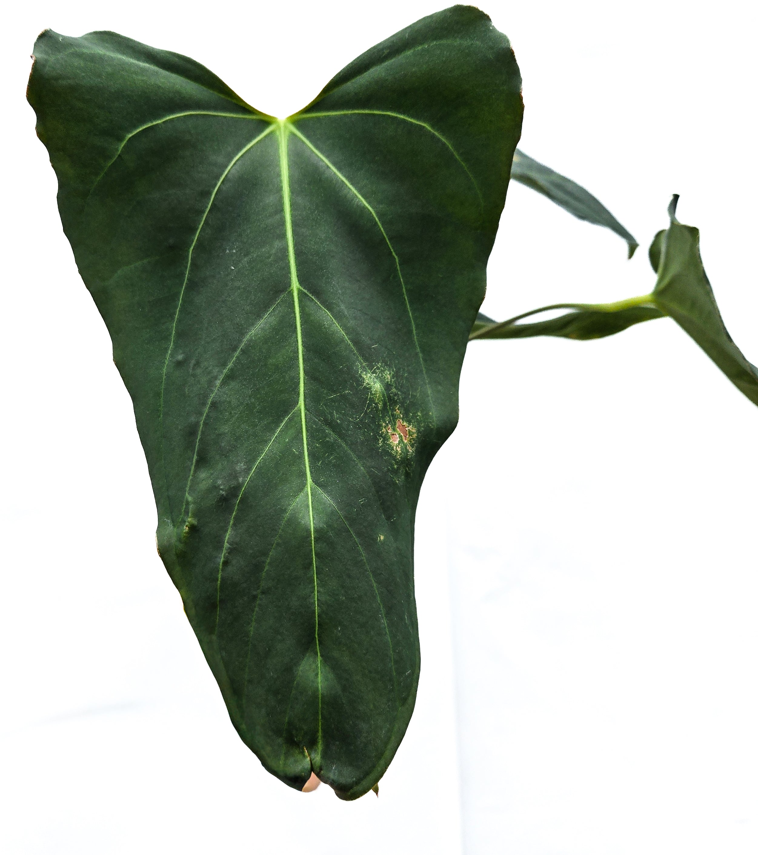 Anthurium 'Dark Magician' x 'NSE Portillae' (CS56)