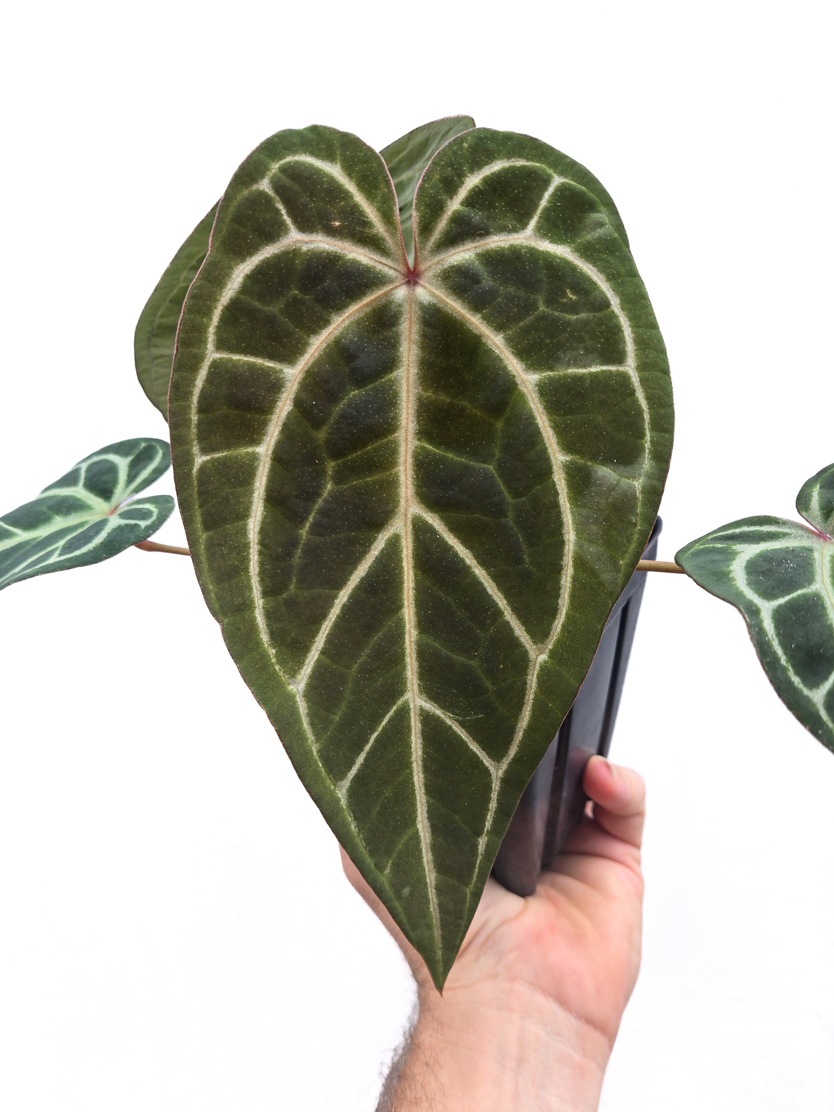 Anthurium  'Swampmannii Long' x 'Doc Block Purple F2' (CS48)