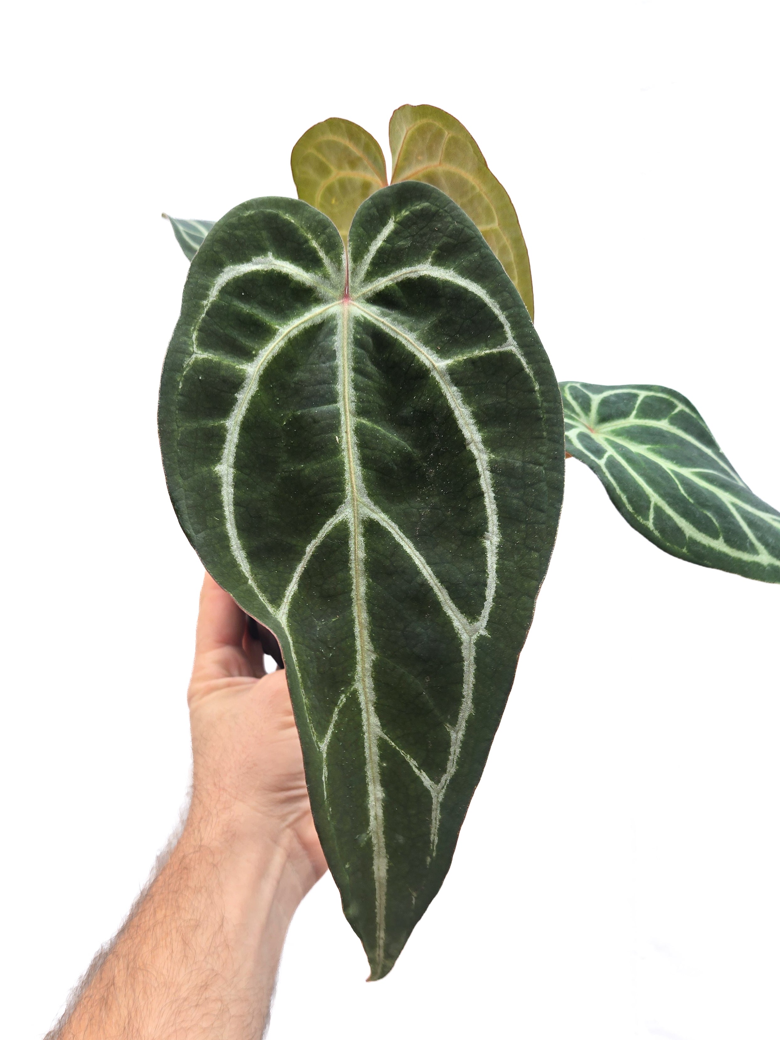 Anthurium  'Swampmannii Long' x 'Doc Block Purple F2' (CS48)