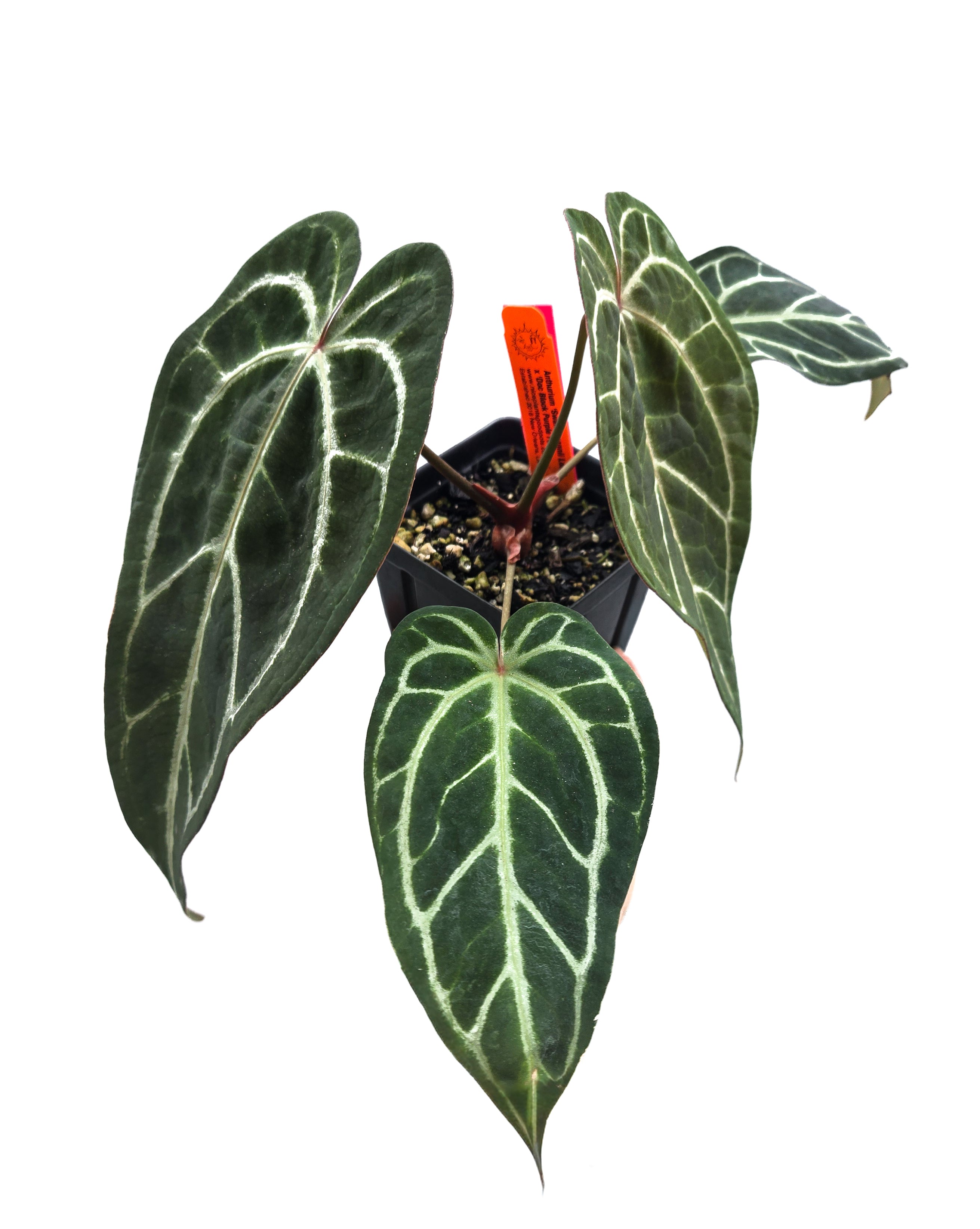 Anthurium  'Swampmannii Long' x 'Doc Block Purple F2' (CS48)