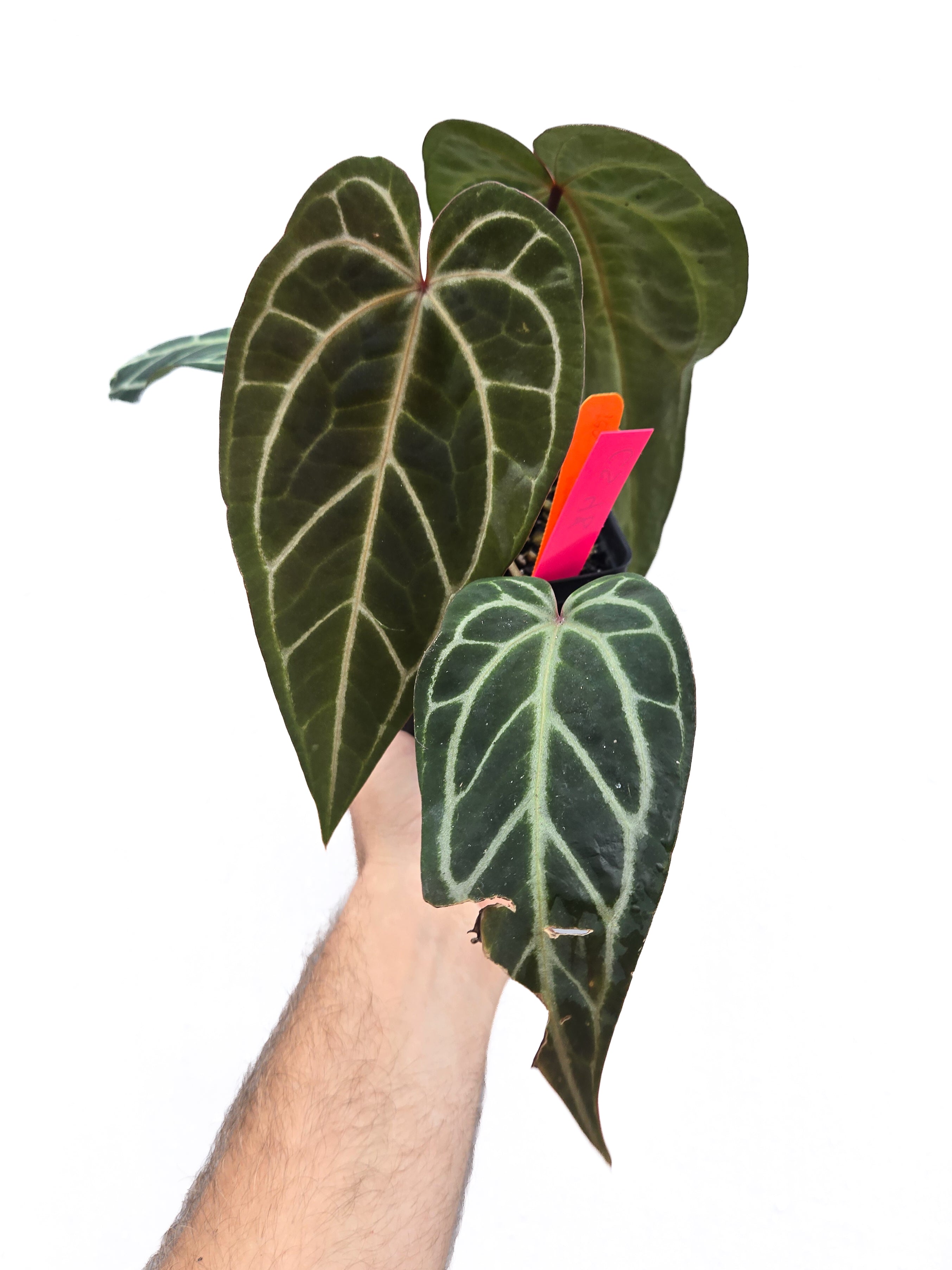 Anthurium  'Swampmannii Long' x 'Doc Block Purple F2' (CS48)