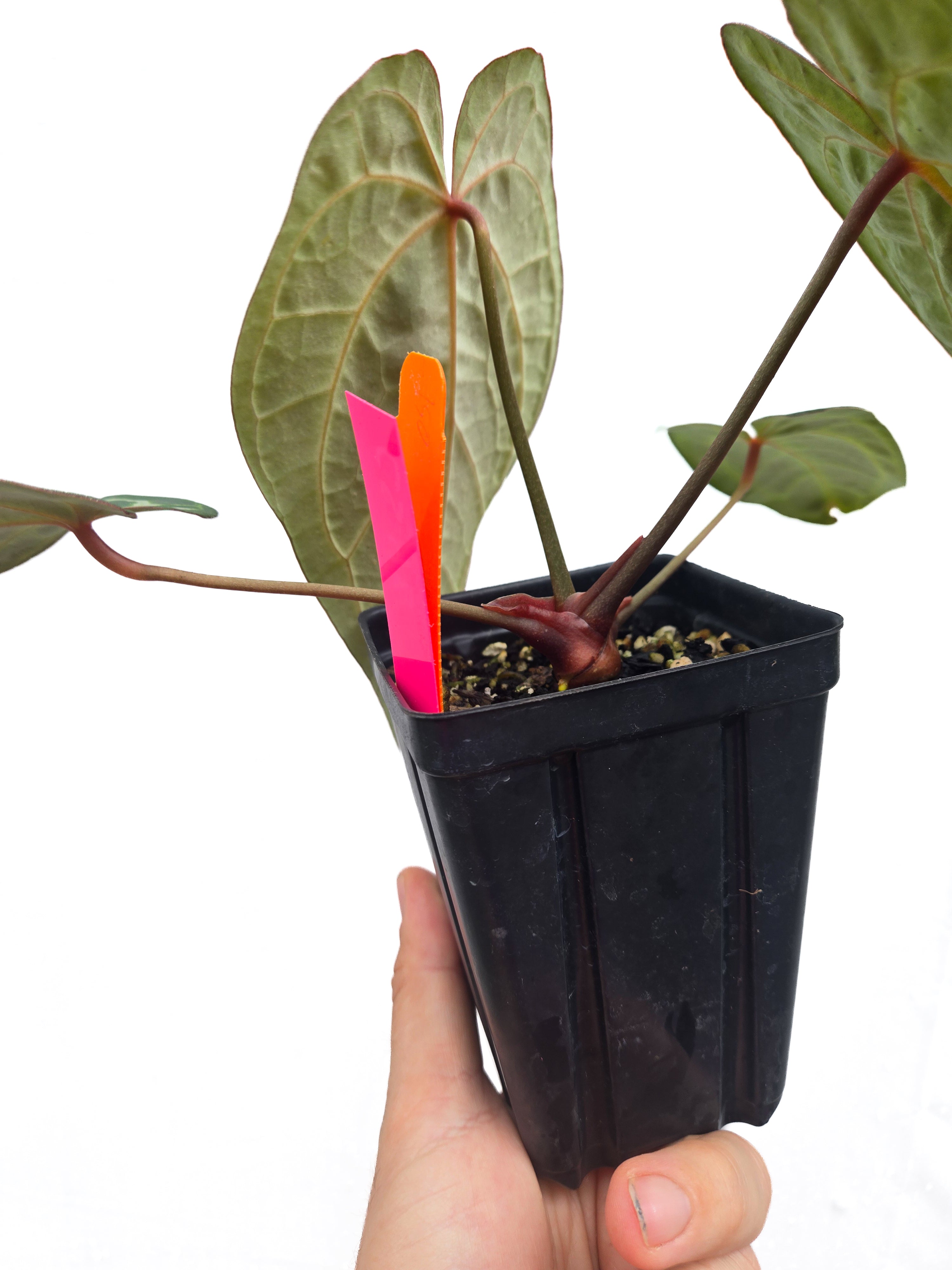 Anthurium  'Swampmannii Long' x 'Doc Block Purple F2' (CS48)