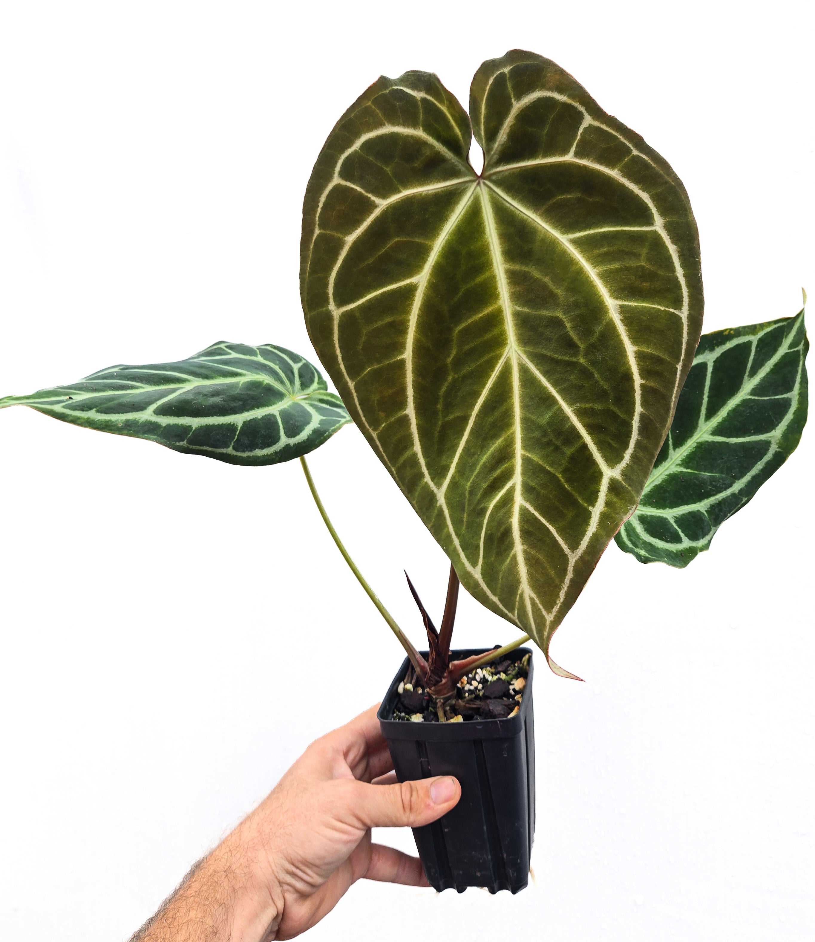Anthurium 'Swampmannii Long' x ('Tim Anderson Crystal Mag/ Tim's Black') (CS51)