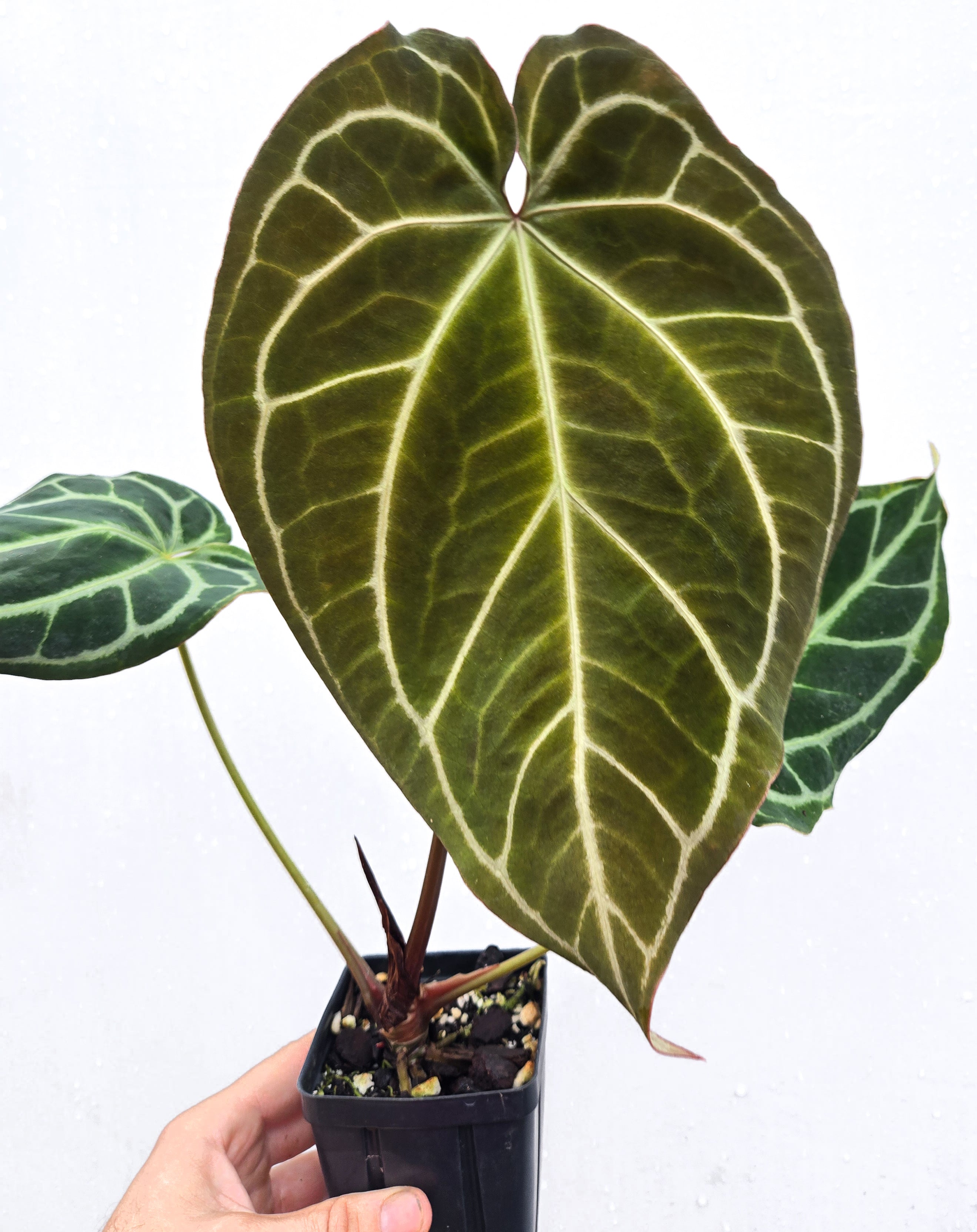 Anthurium 'Swampmannii Long' x ('Tim Anderson Crystal Mag/ Tim's Black') (CS51)