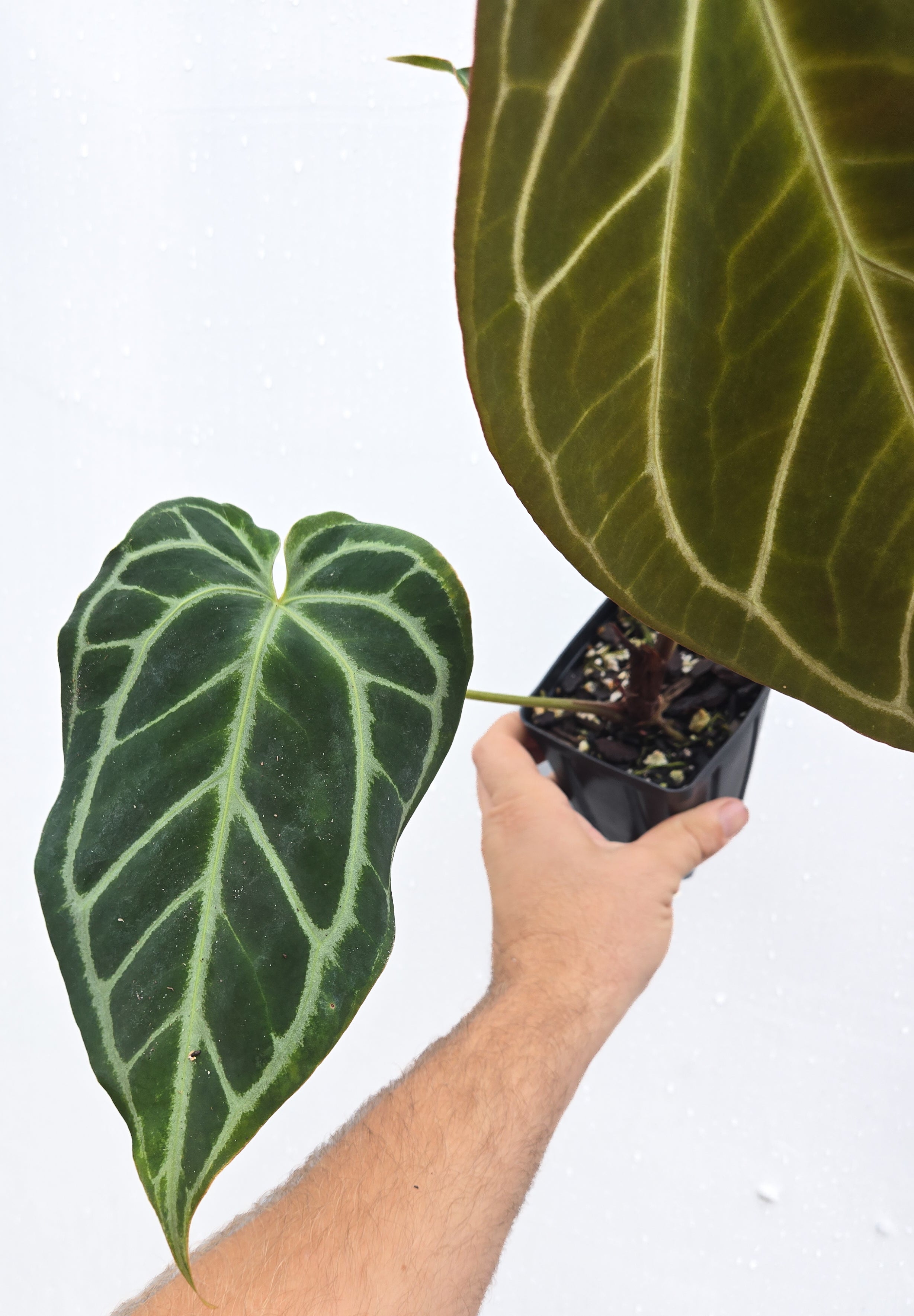 Anthurium 'Swampmannii Long' x ('Tim Anderson Crystal Mag/ Tim's Black') (CS51)