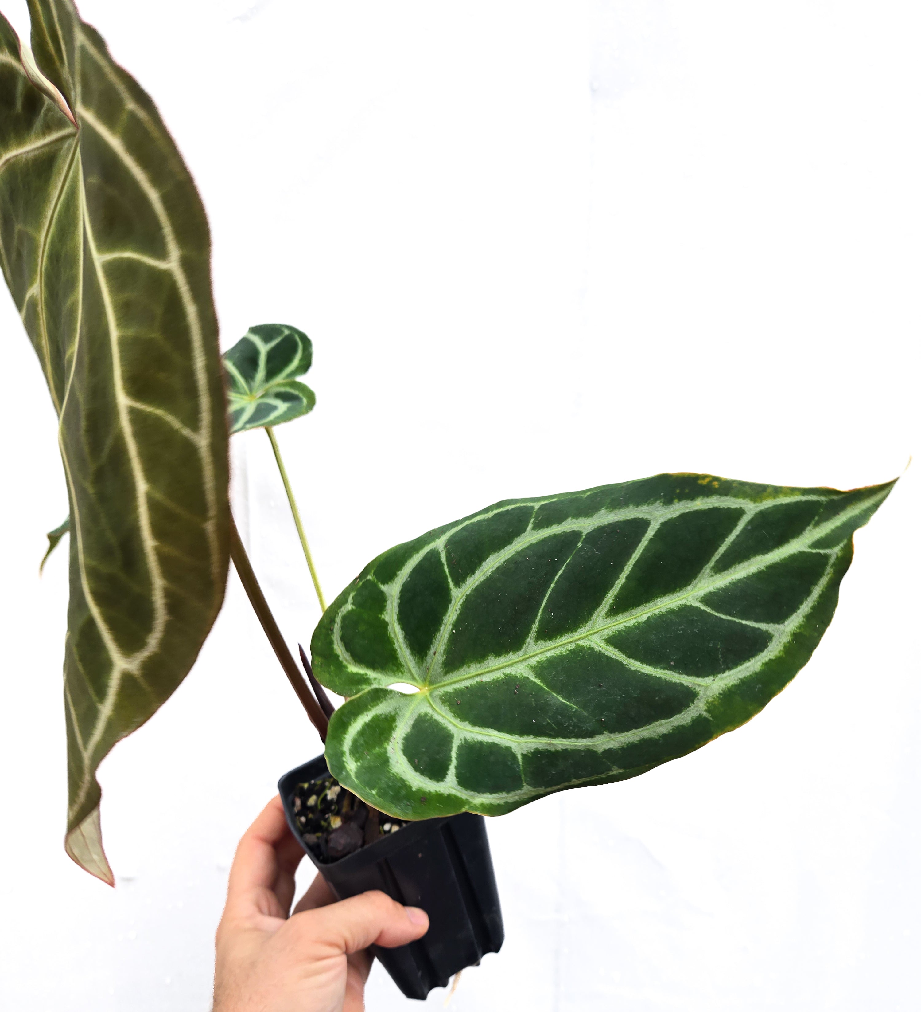Anthurium 'Swampmannii Long' x ('Tim Anderson Crystal Mag/ Tim's Black') (CS51)