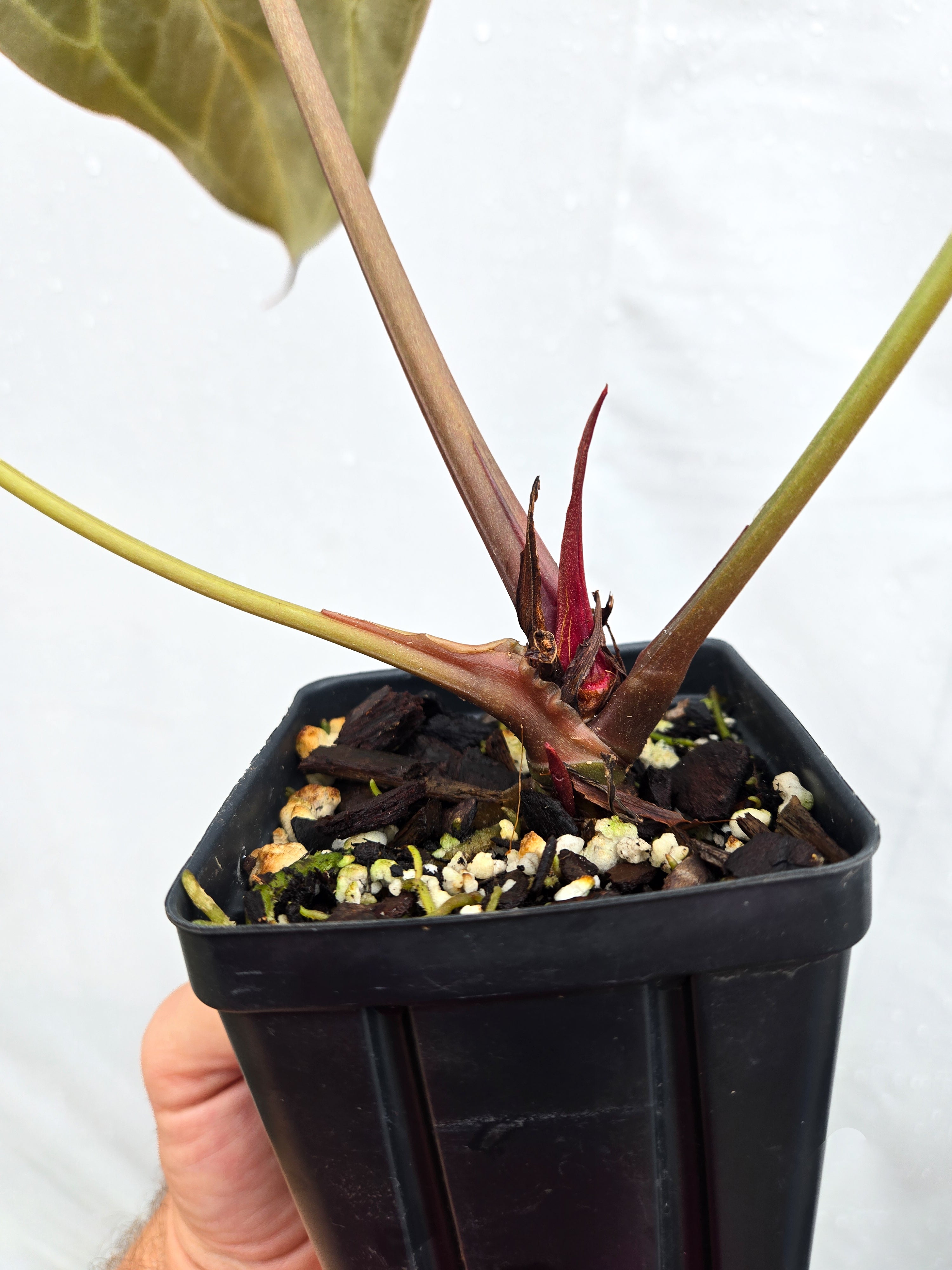 Anthurium 'Swampmannii Long' x ('Tim Anderson Crystal Mag/ Tim's Black') (CS51)