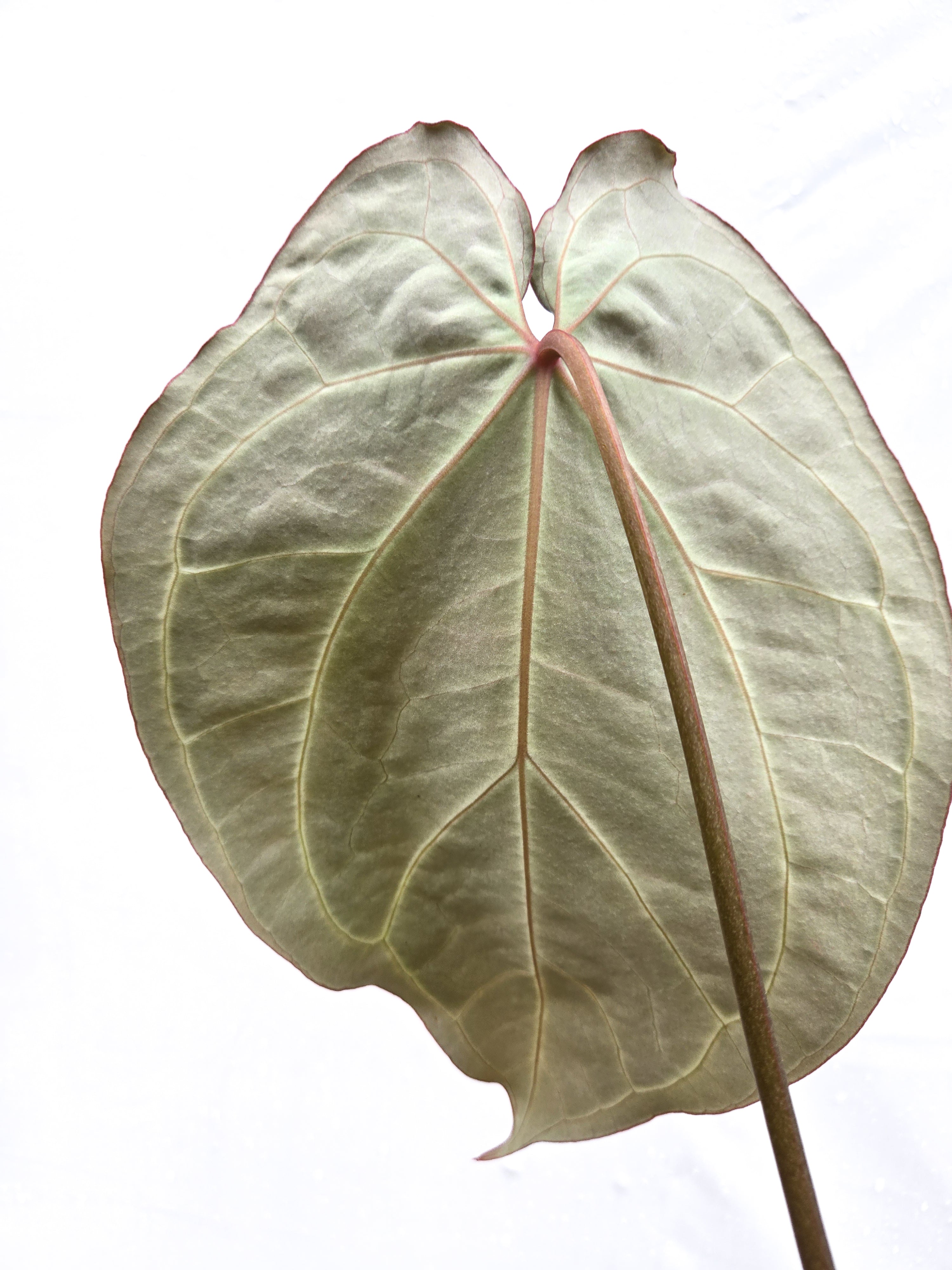 Anthurium 'Swampmannii Long' x ('Tim Anderson Crystal Mag/ Tim's Black') (CS51)