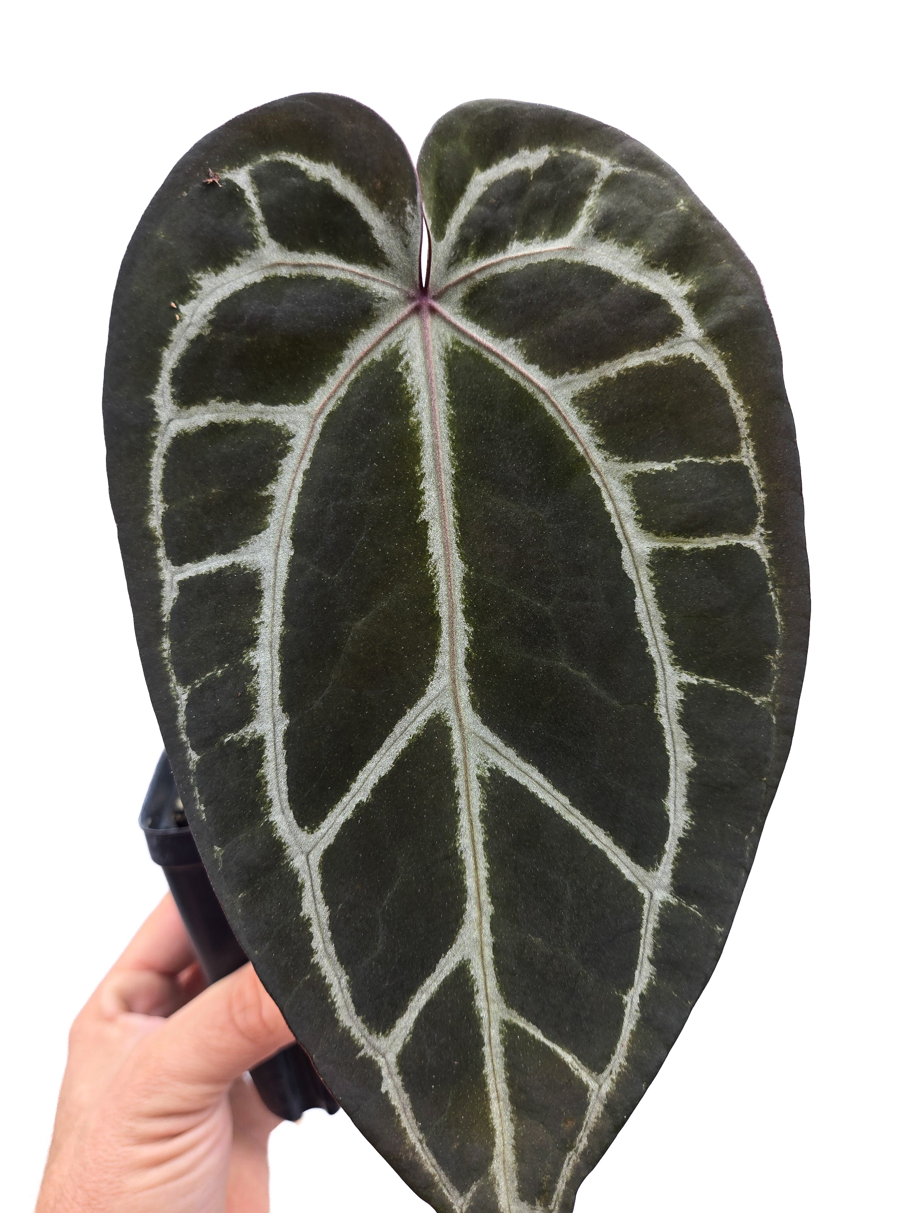Anthurium  'Swampmannii Long' x 'SKG Grey' (CS52)