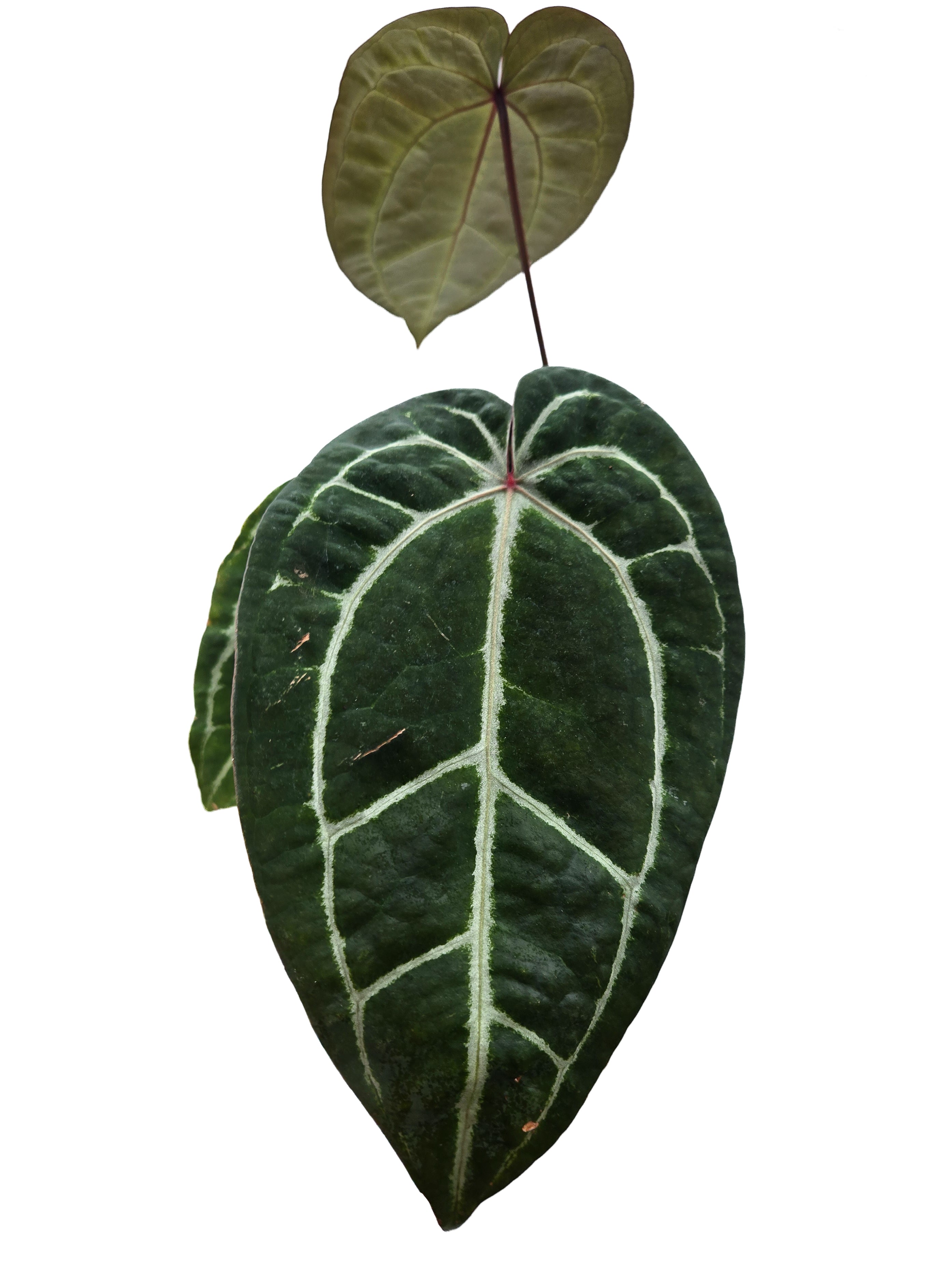 Anthurium  'Swampmannii Long' x 'SKG Grey' (CS52)