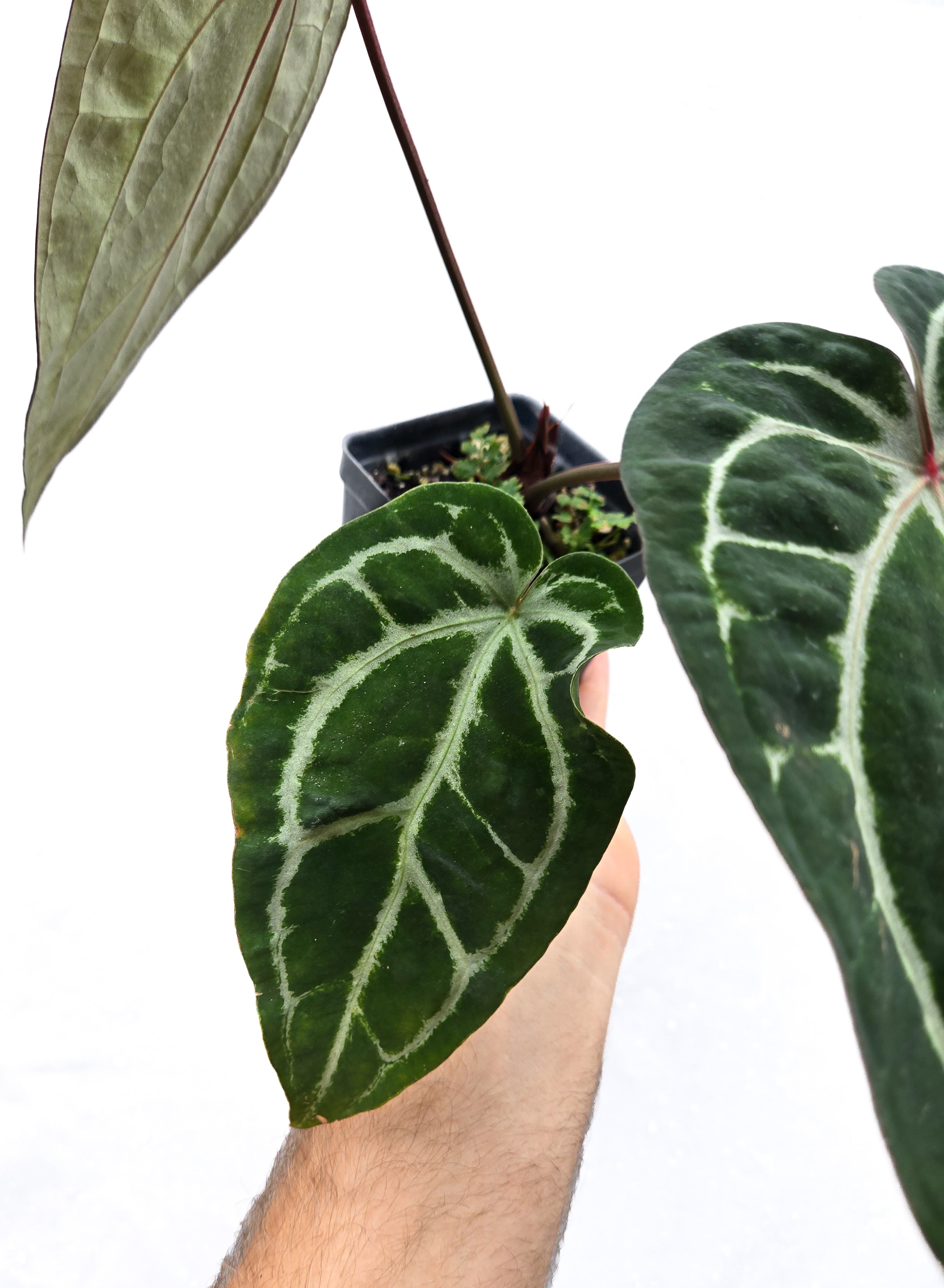 Anthurium  'Swampmannii Long' x 'SKG Grey' (CS52)