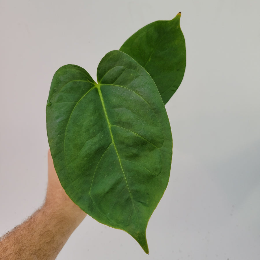 Anthurium (Magnificum x Moronense) X Dr Block F2. Flat sinus triangular leaf hybrid! #k84 - Nice Plants Good Pots
