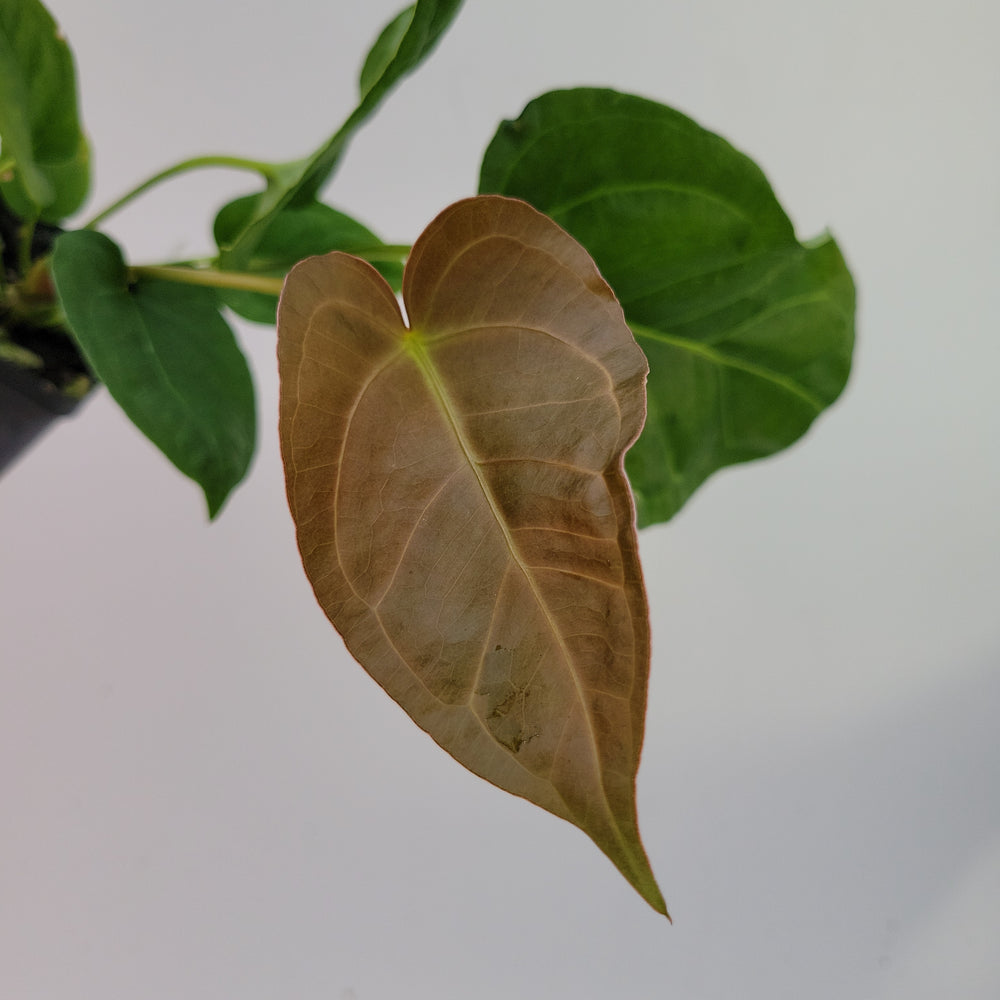 Anthurium (Magnificum x Moronense) X Dr Block F2. Flat sinus triangular leaf hybrid! #k85 - Nice Plants Good Pots