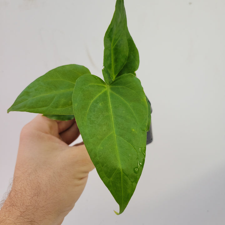 Anthurium (Magnificum x Moronense) X Dr Block F2. Flat sinus triangular leaf hybrid! #k83 - Nice Plants Good Pots