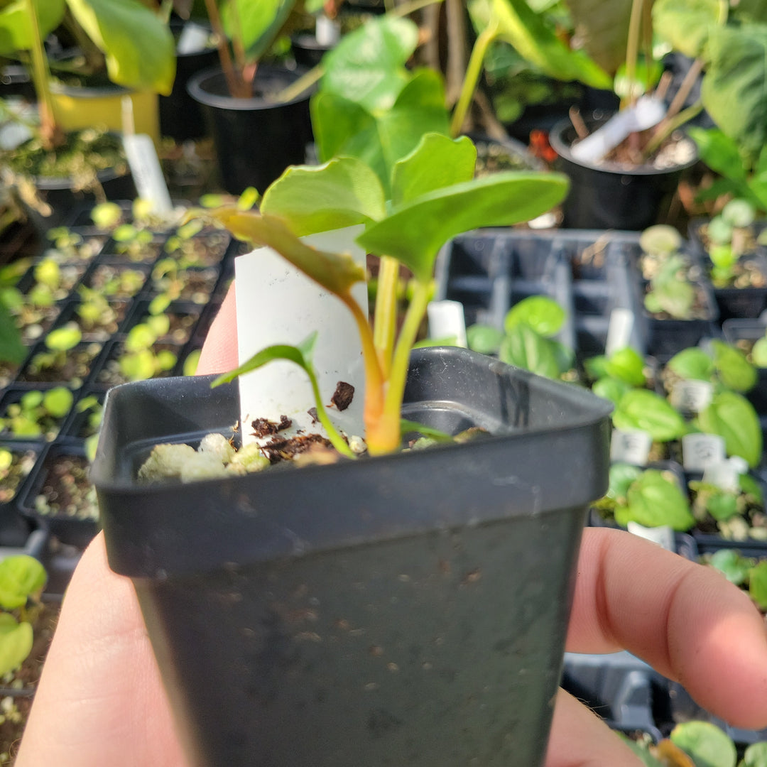 Ree Garden Anthurium Papillilaminum x Luxurians #L58