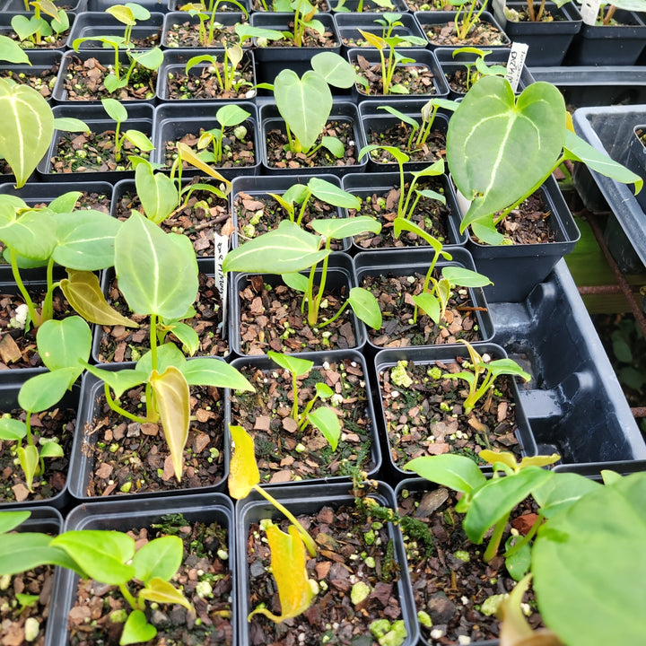 Anthurium Forgetii x 420 Dark Magnificum - Anthurium Seedling - Grower's Choice - Nice Plants Good Pots