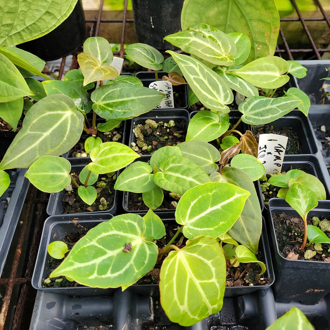 Anthurium (Tim Anderson Magnificum x Papillilaminum ) x (Indonesian Crystallinum x Papillilaminum) - Grower's Choice - Nice Plants Good Pots