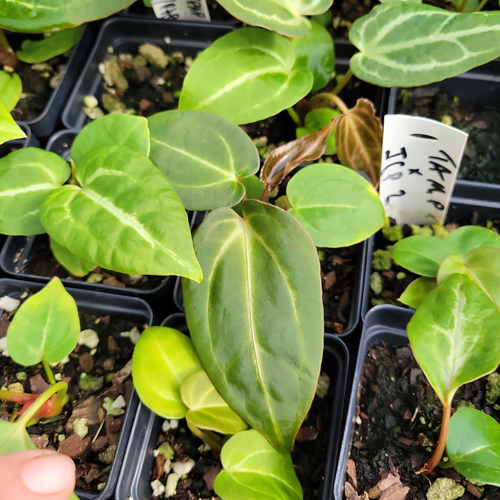 Anthurium (Tim Anderson Magnificum x Papillilaminum ) x (Indonesian Crystallinum x Papillilaminum) - Grower's Choice - Nice Plants Good Pots