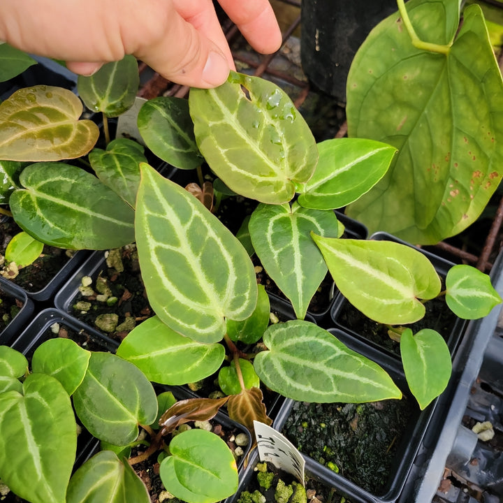 Anthurium (Tim Anderson Magnificum x Papillilaminum ) x (Indonesian Crystallinum x Papillilaminum) - Grower's Choice - Nice Plants Good Pots