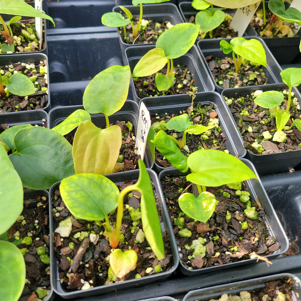 Anthurium Ree Gardens Papillilaminum x Self (clone) - Anthuriun Seedling - Collector Aroid- Grower's Choice - Nice Plants Good Pots