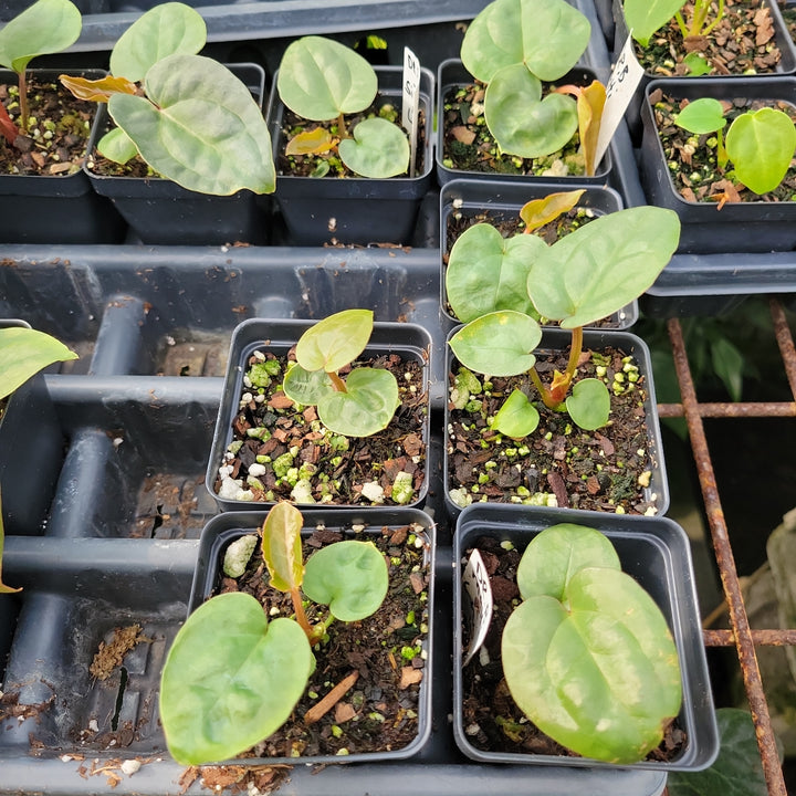 Anthurium Dr Block Purple F2 x Luxurians - Anthurium Seedling - Growers Choice - Nice Plants Good Pots