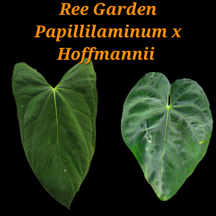 Ree Garden Anthurium Papillilaminum x Ree Garden A. Hoffmannii (John Banta NOID) #P1 - Nice Plants Good Pots