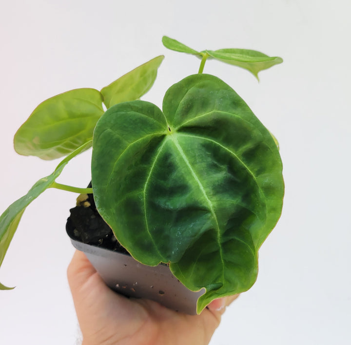 Anthurium Hoffmannii X hybrid . established ,exact plant pictured ,  seed Grown. US Seller #a16