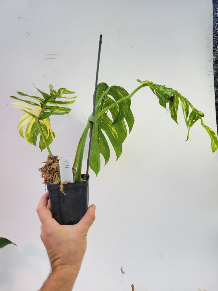 Epipremnum Pinnatum Yellow Flame. Mature Specimen  RARE USA SELLER- C4 - Nice Plants Good Pots