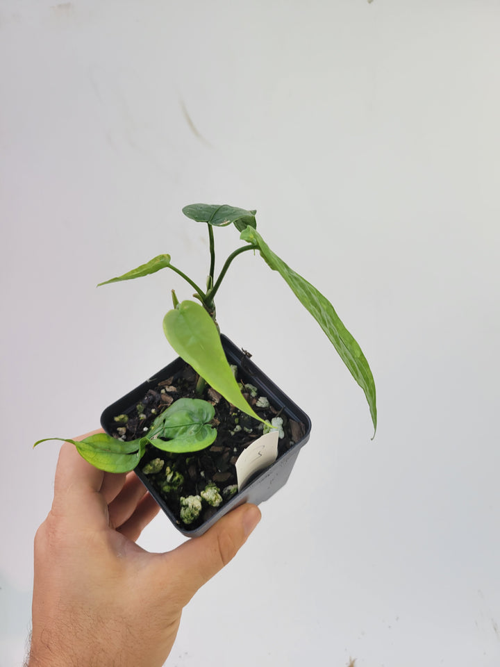 Anthurium Sp Limon. 2 growth points. Rare climbing Anthurium , collector anthurium - #c7