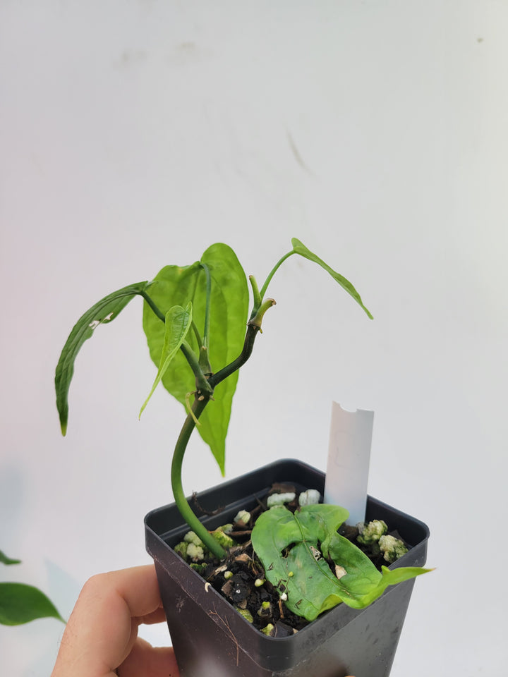 Anthurium Sp Limon. 2 growth points. Rare climbing Anthurium , collector anthurium - #c7 - Nice Plants Good Pots