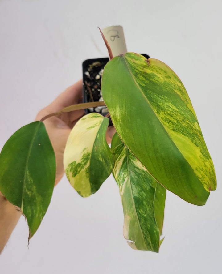 Philodendron Strawberry Shake, High Variegation,  unique collector specimen, established, exact plant picture #c8
