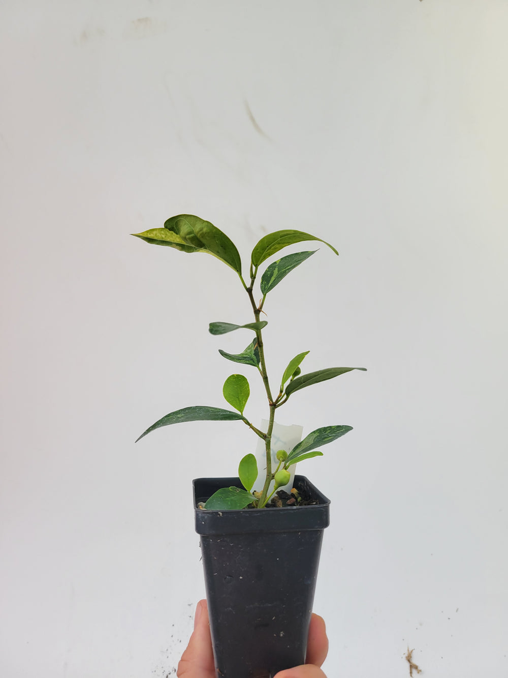 Ficus Deltoidea Variegated leaf . RARE epiphytic fig #f8 - Nice Plants Good Pots