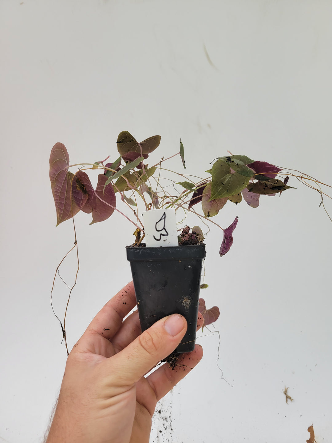 Dioscorea Discolor Variegated air yam plant #D3 - Nice Plants Good Pots