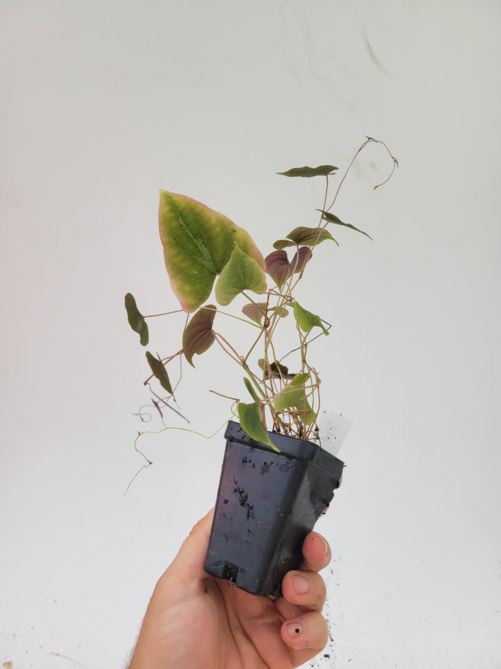 Dioscorea Discolor Variegated air yam plant #D4 - Nice Plants Good Pots
