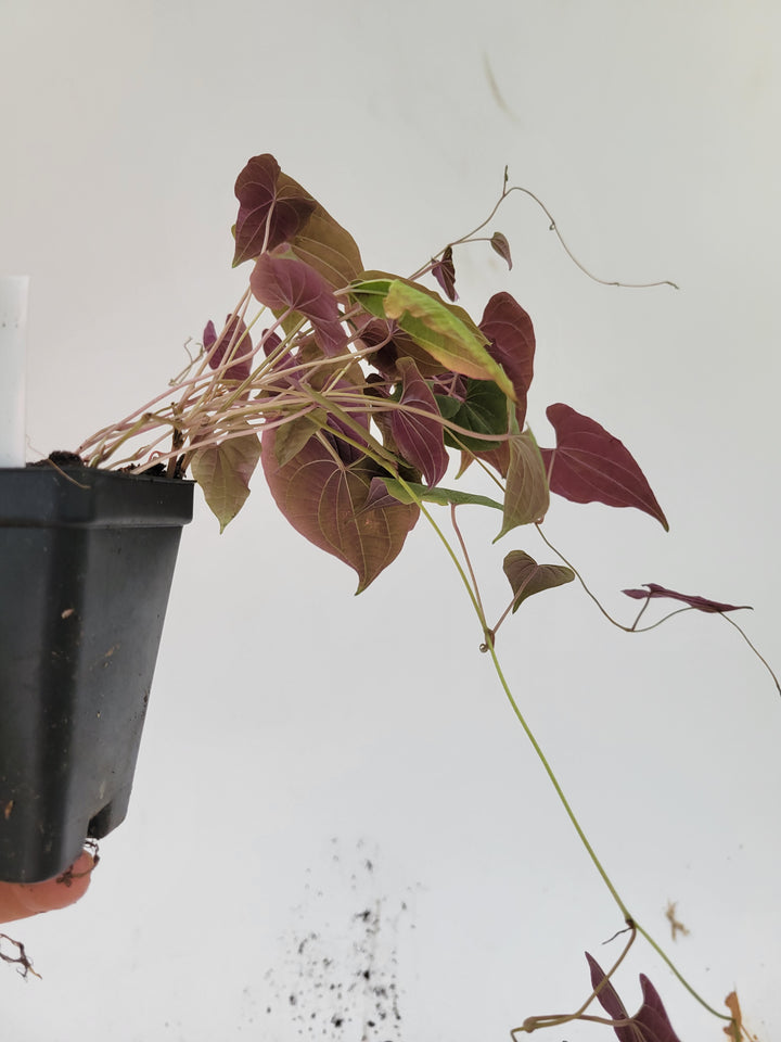 Dioscorea Discolor Variegated air yam plant #D5 - Nice Plants Good Pots