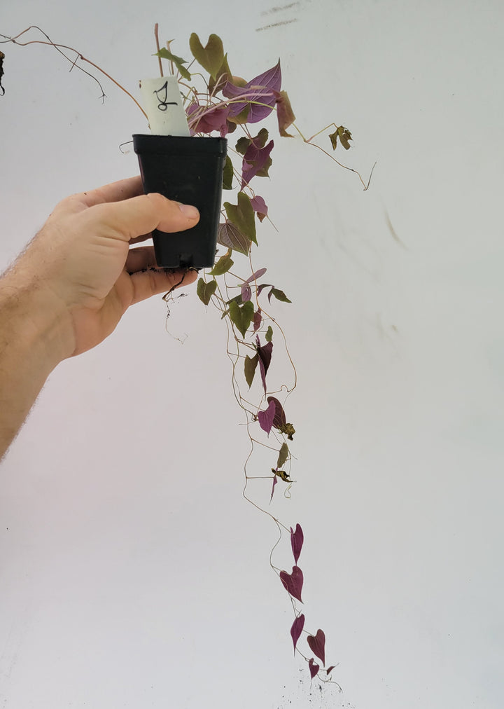 Dioscorea Discolor Variegated air yam plant #D6 - Nice Plants Good Pots
