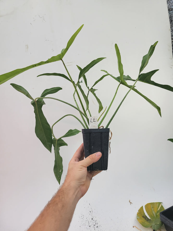 Philodendron Longilobatum, also known as  Lelano Miyano, a very unusual and hard to find, established and rooted US Seller,  #L2 - Nice Plants Good Pots