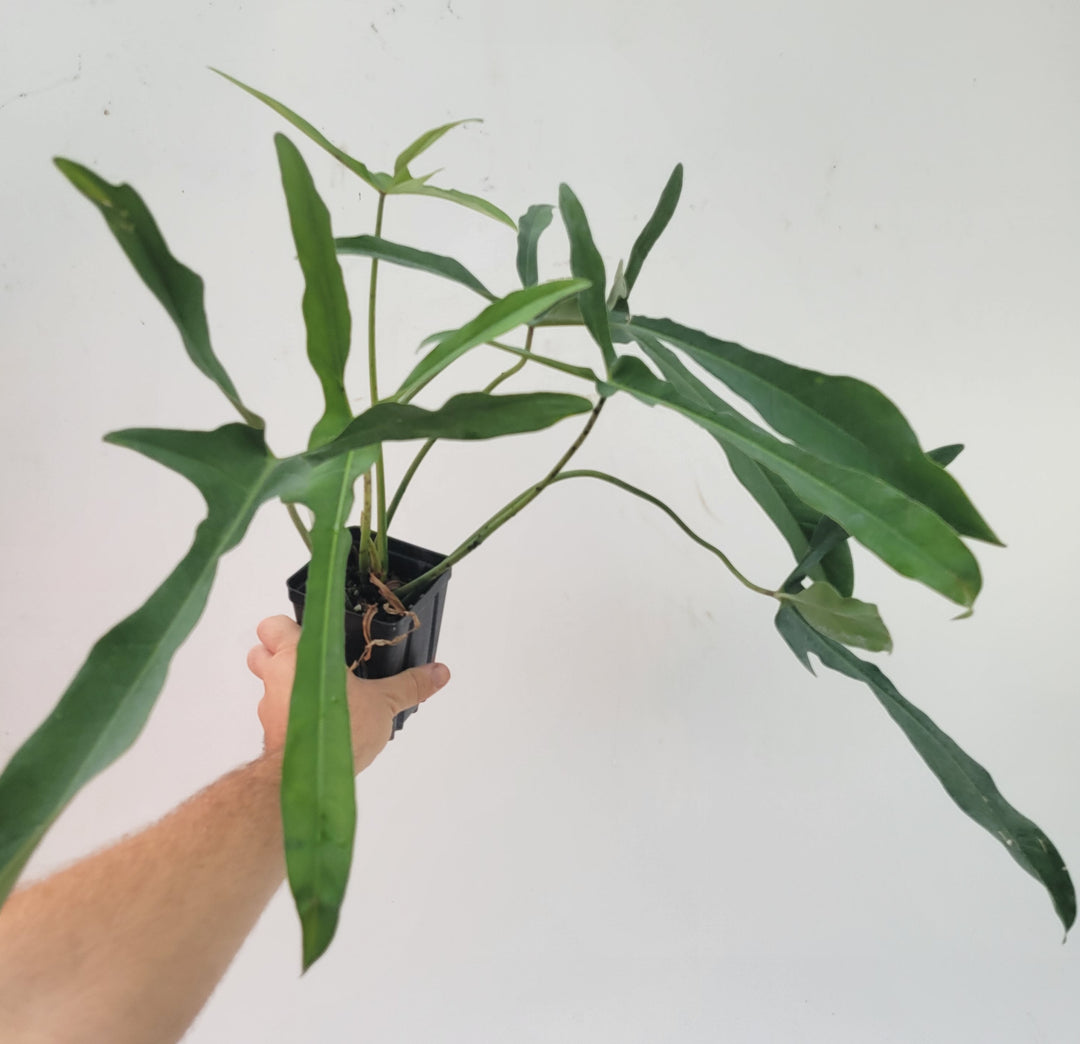Philodendron Longilobatum, also known as  Lelano Miyano, a very unusual and hard to find, established and rooted US Seller,  #L2 - Nice Plants Good Pots