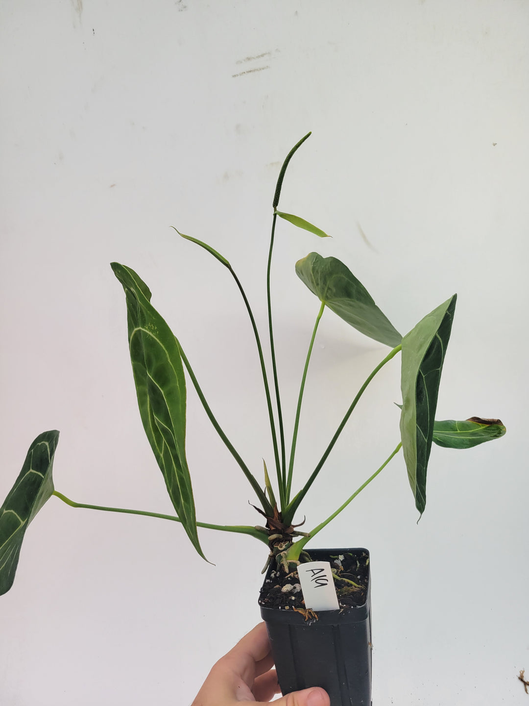 Anthurium Florida Dark Mag x Forgetii. Flowering size - #a19 - Nice Plants Good Pots