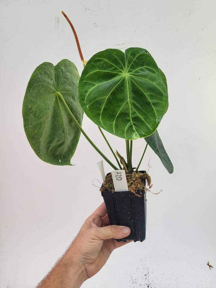 Anthurium Hoffmanii X Flowering size.   established ,exact plant pictured ,  seed Grown. US Seller #A20 - Nice Plants Good Pots
