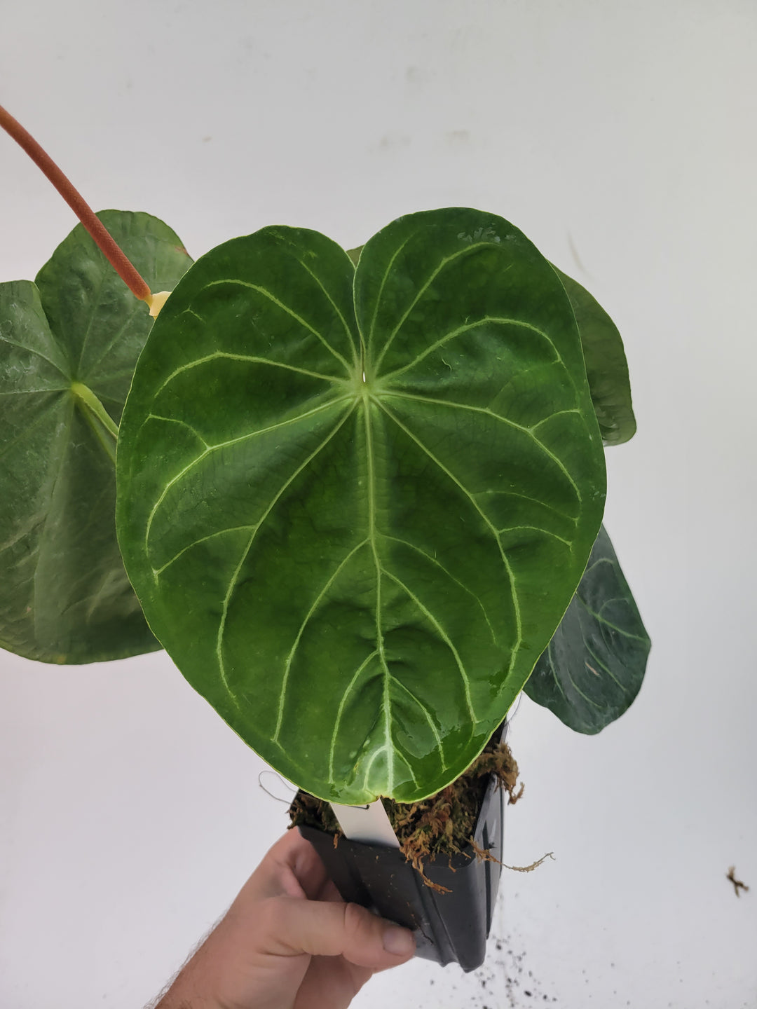 Anthurium Hoffmanii X Flowering size.   established ,exact plant pictured ,  seed Grown. US Seller #A20