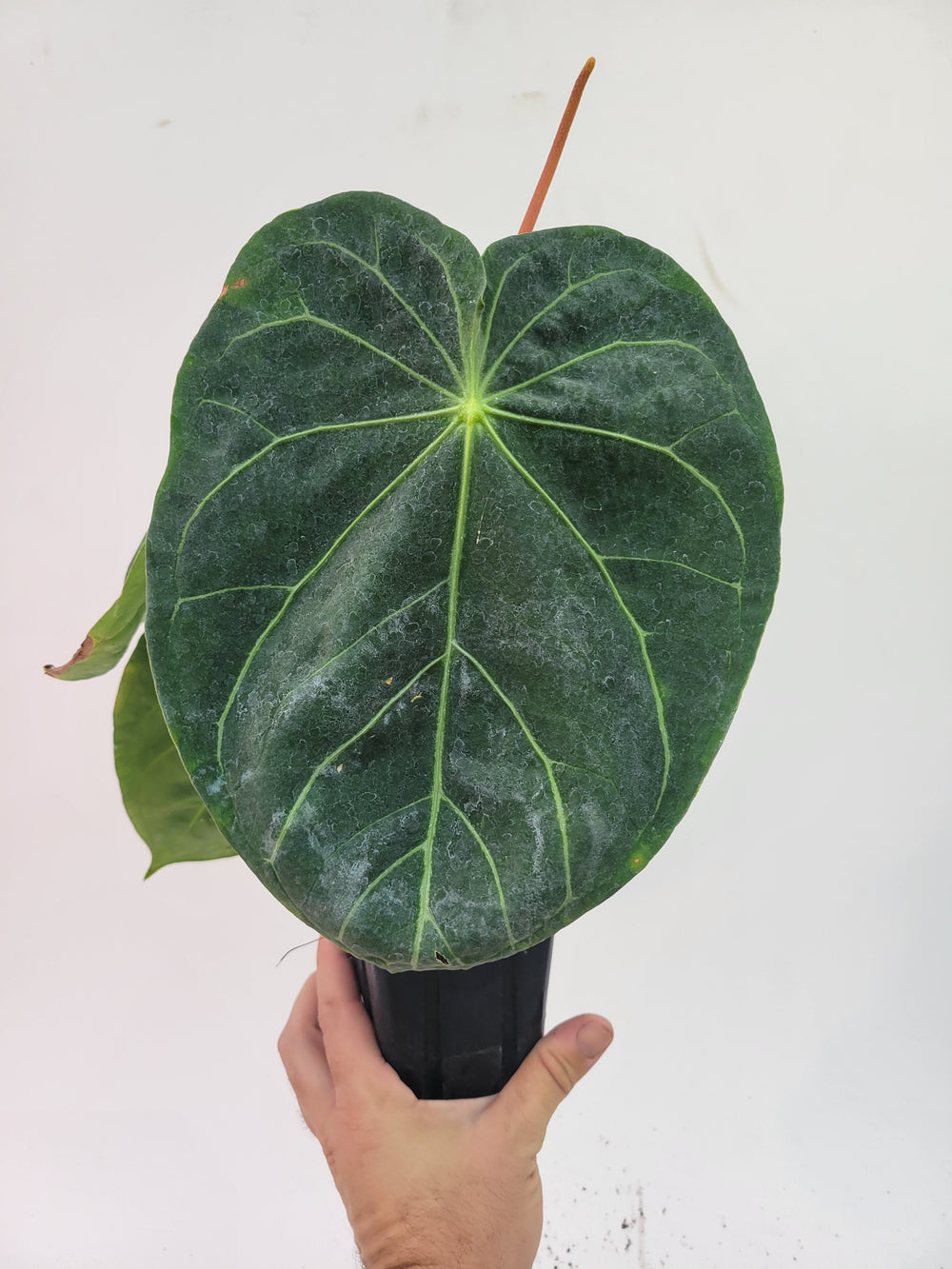 Anthurium Hoffmanii X Flowering size.   established ,exact plant pictured ,  seed Grown. US Seller #A20 - Nice Plants Good Pots